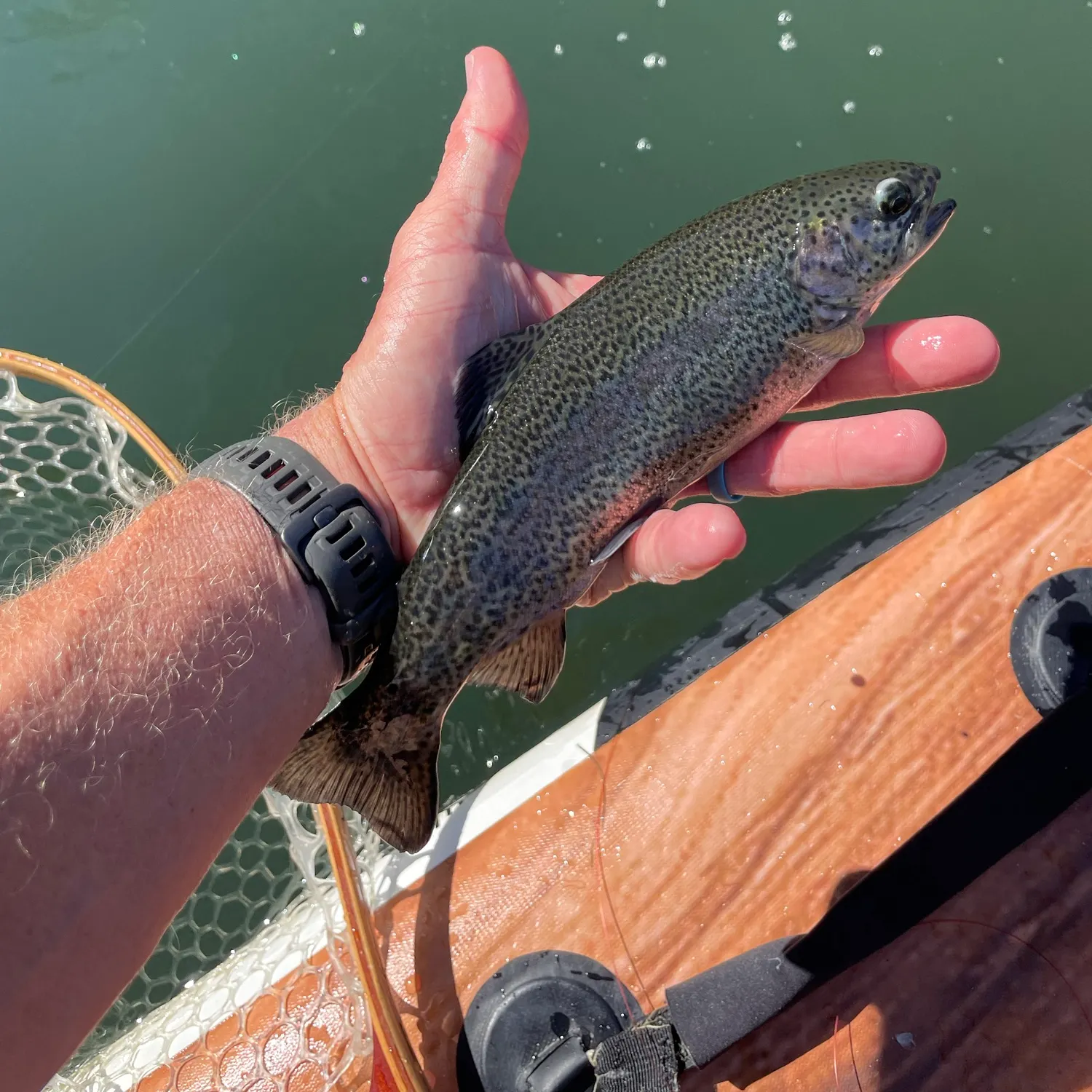 Rainbow trout caught on Fishbrain
