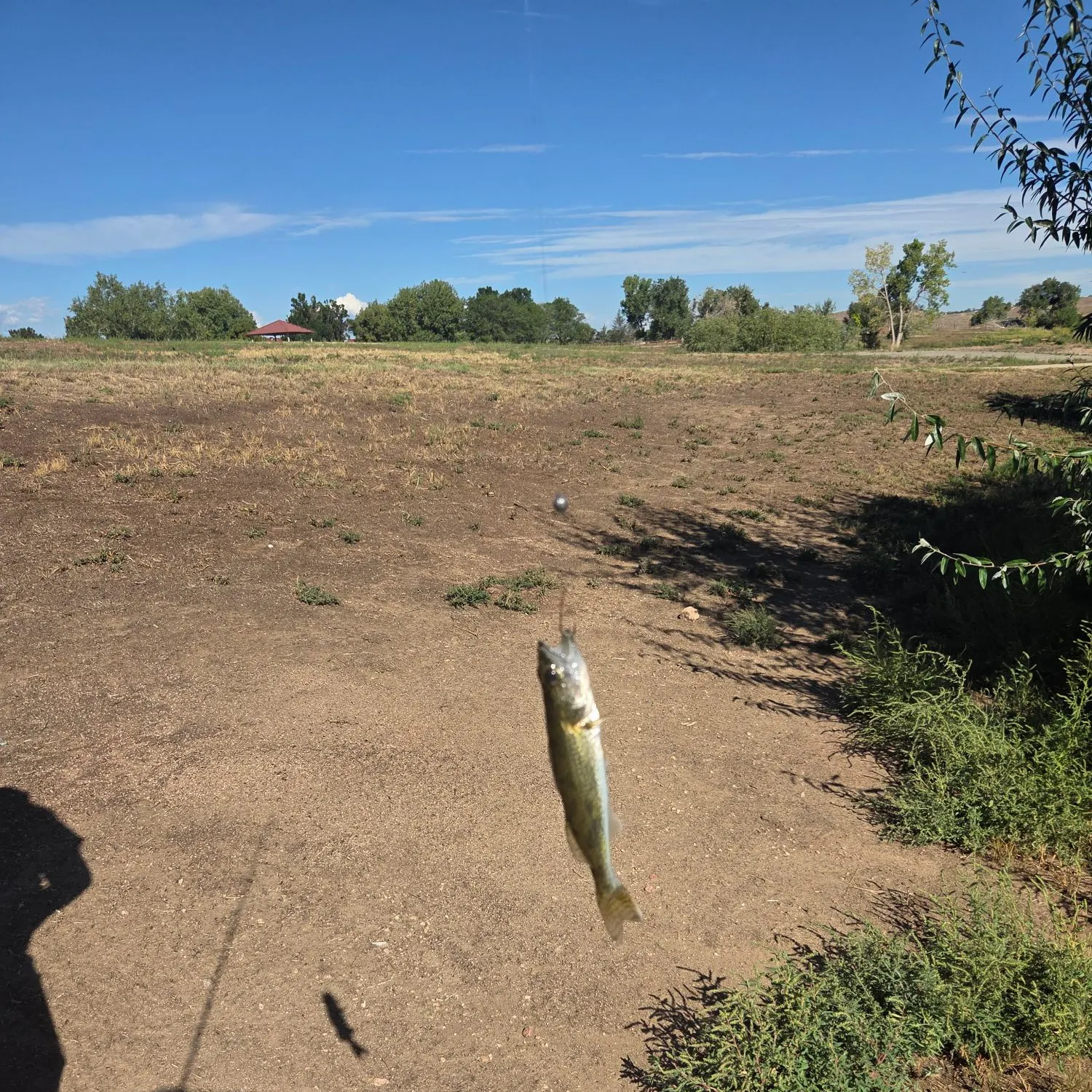 Walleye caught on Fishbrain