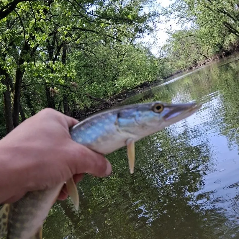 The most recent Northern pike catches on Fishbrain