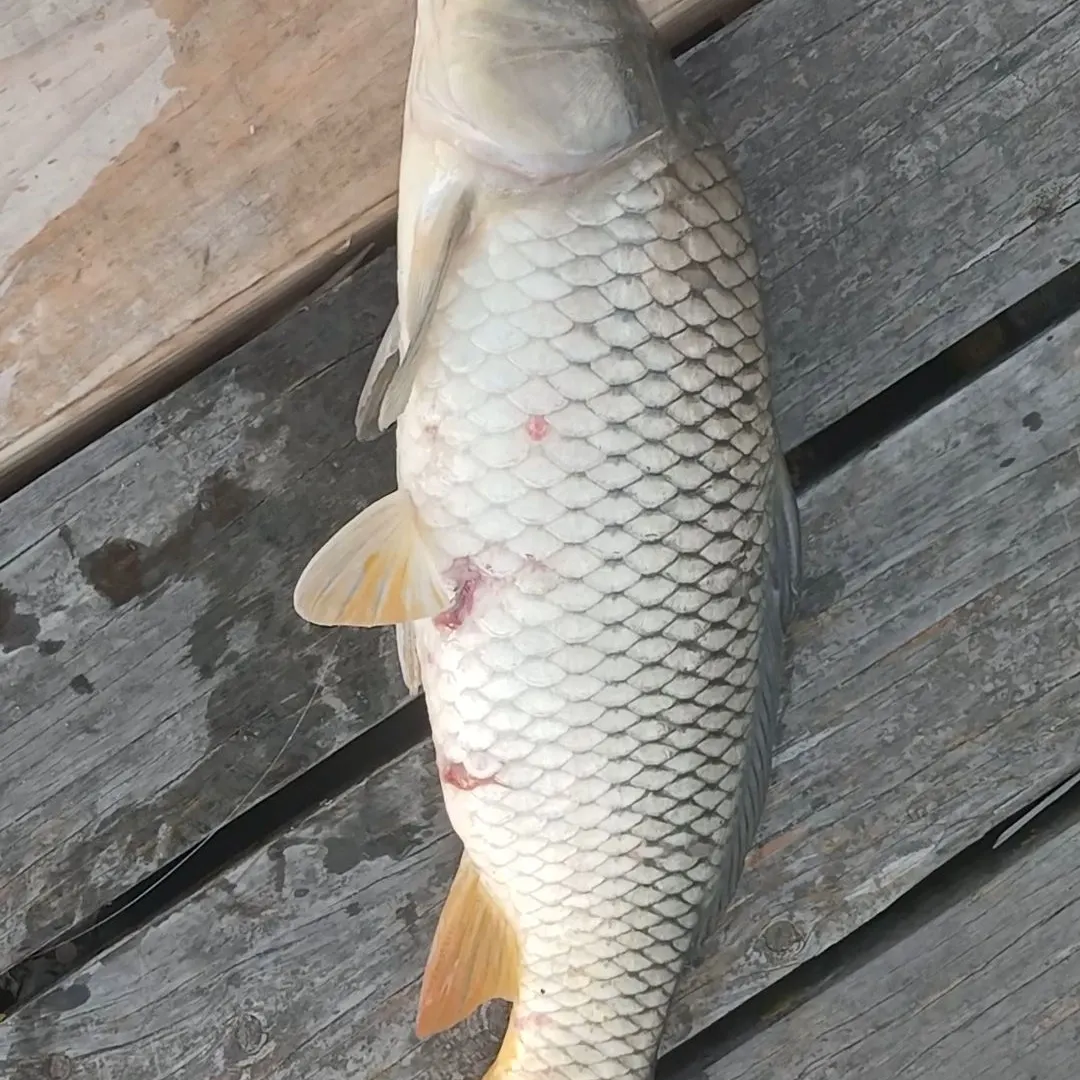 Common carp caught on Fishbrain