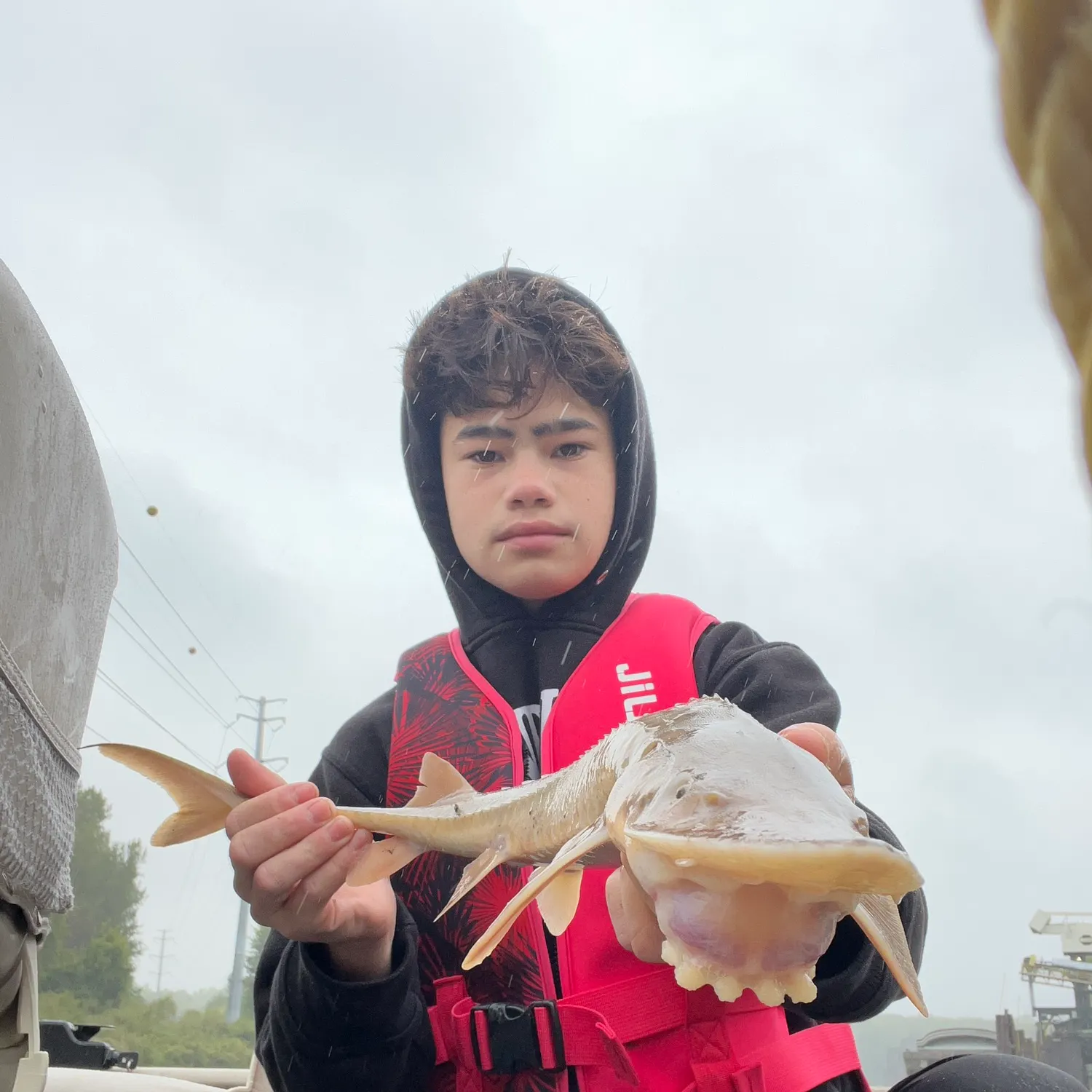 Shovelnose sturgeon caught on Fishbrain