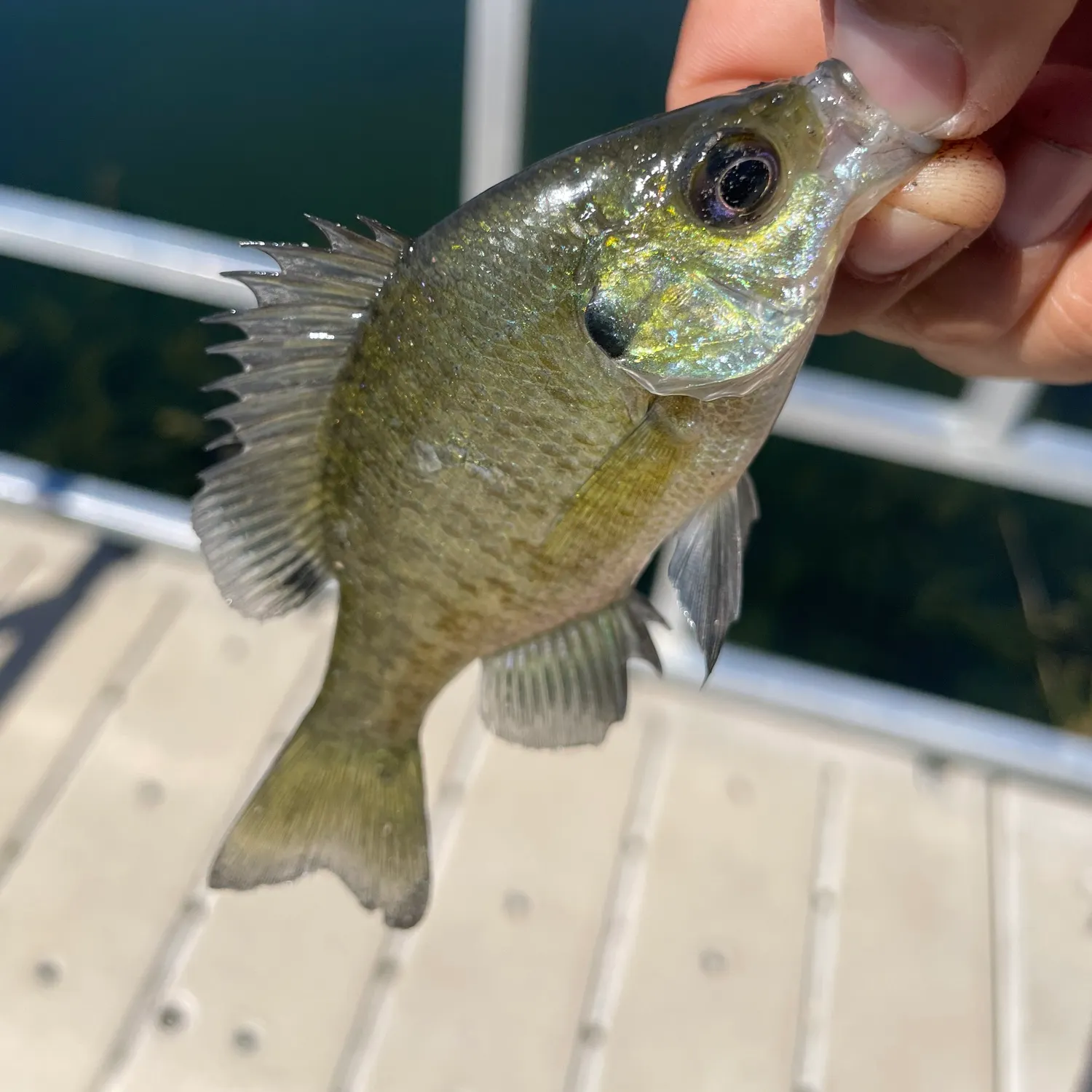 Bluegill caught on Fishbrain