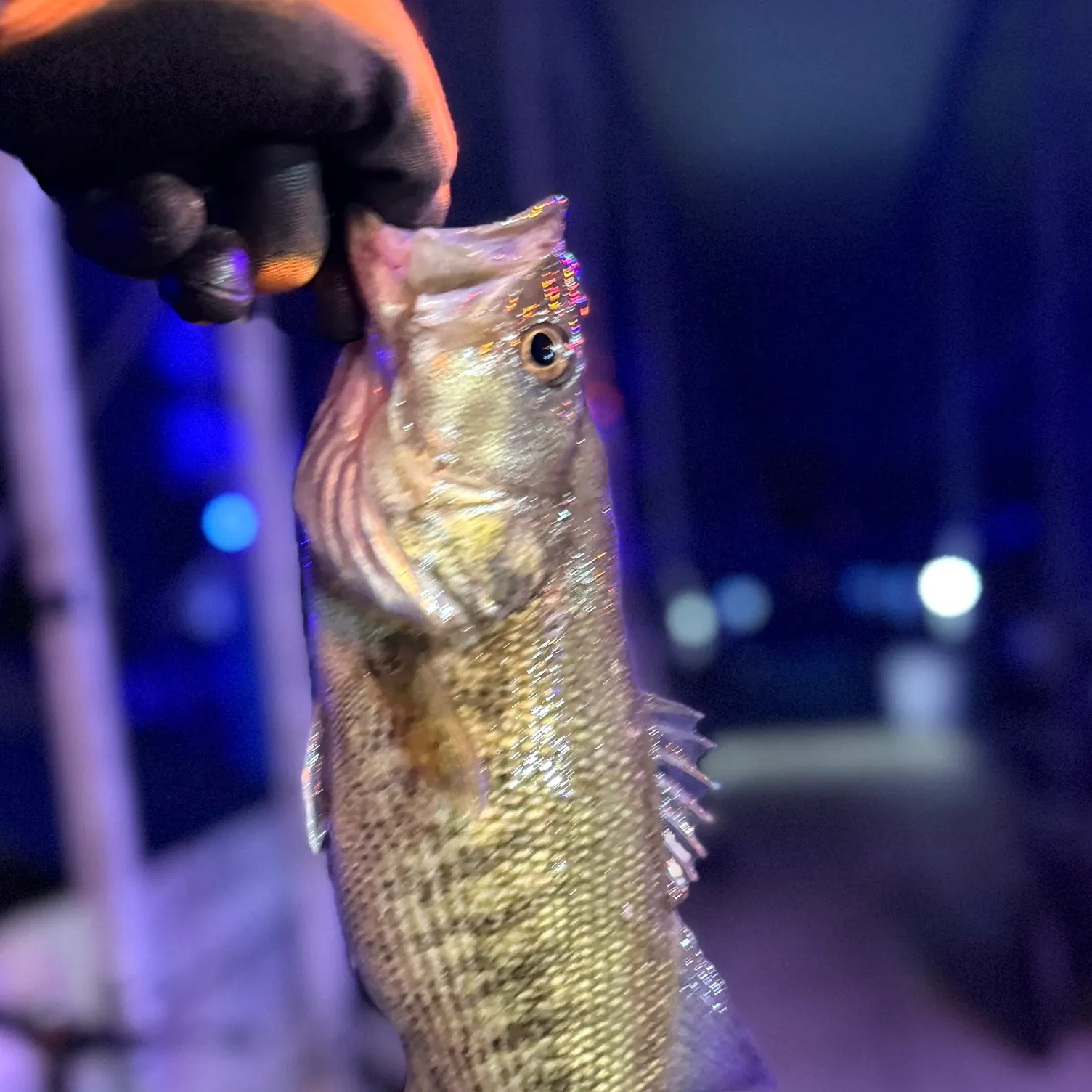 The most recent Guadalupe bass catches on Fishbrain