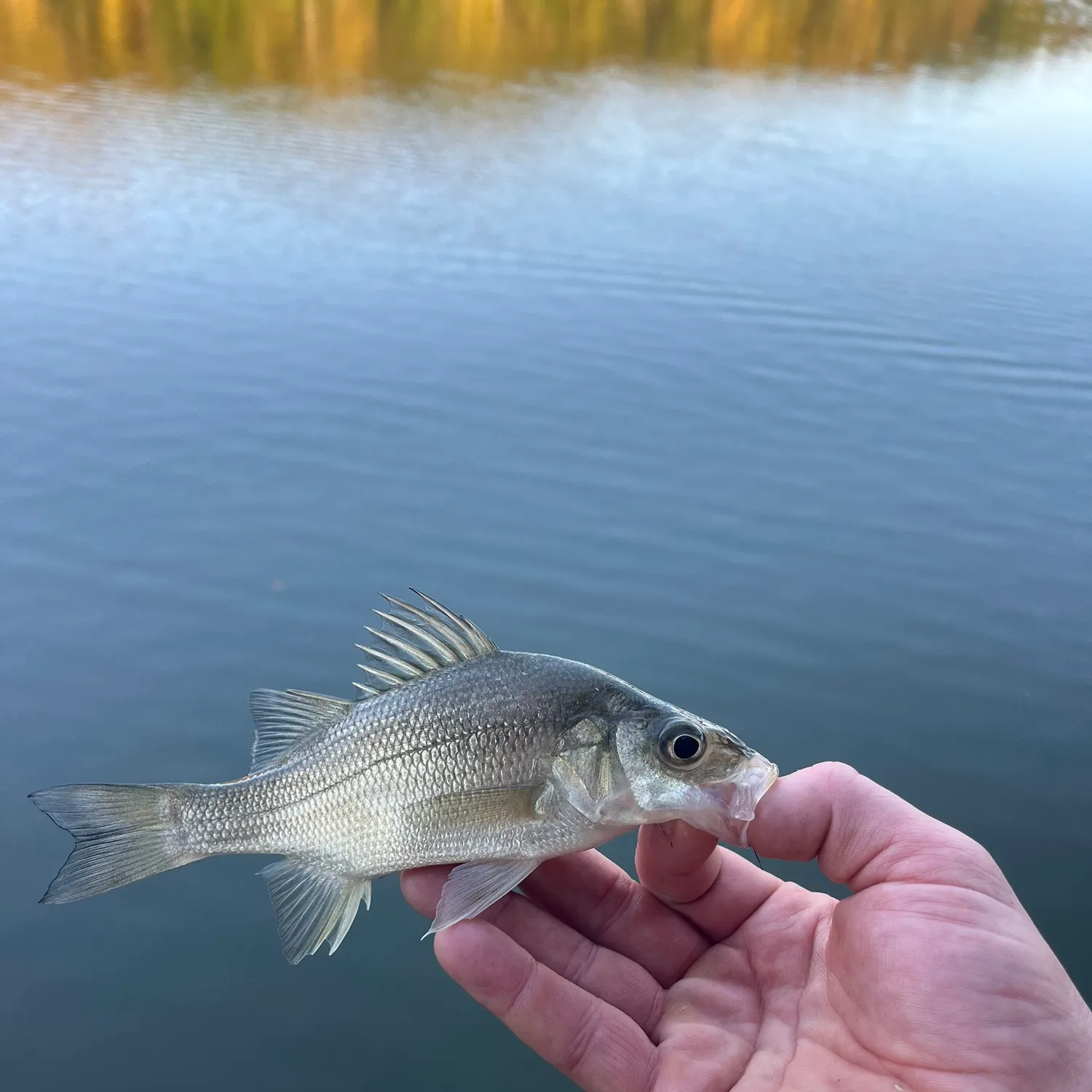 White perch caught on Fishbrain
