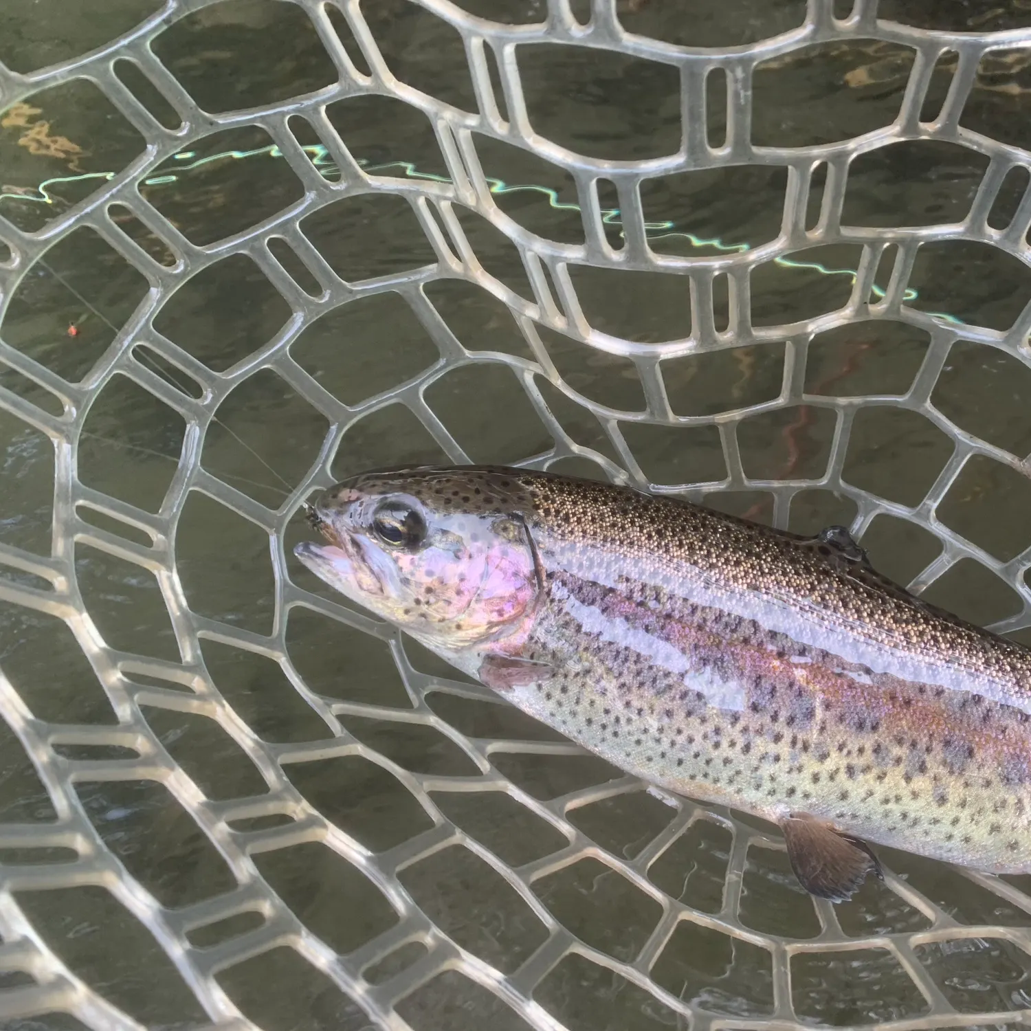 The most recent Columbia river redband trout catches on Fishbrain