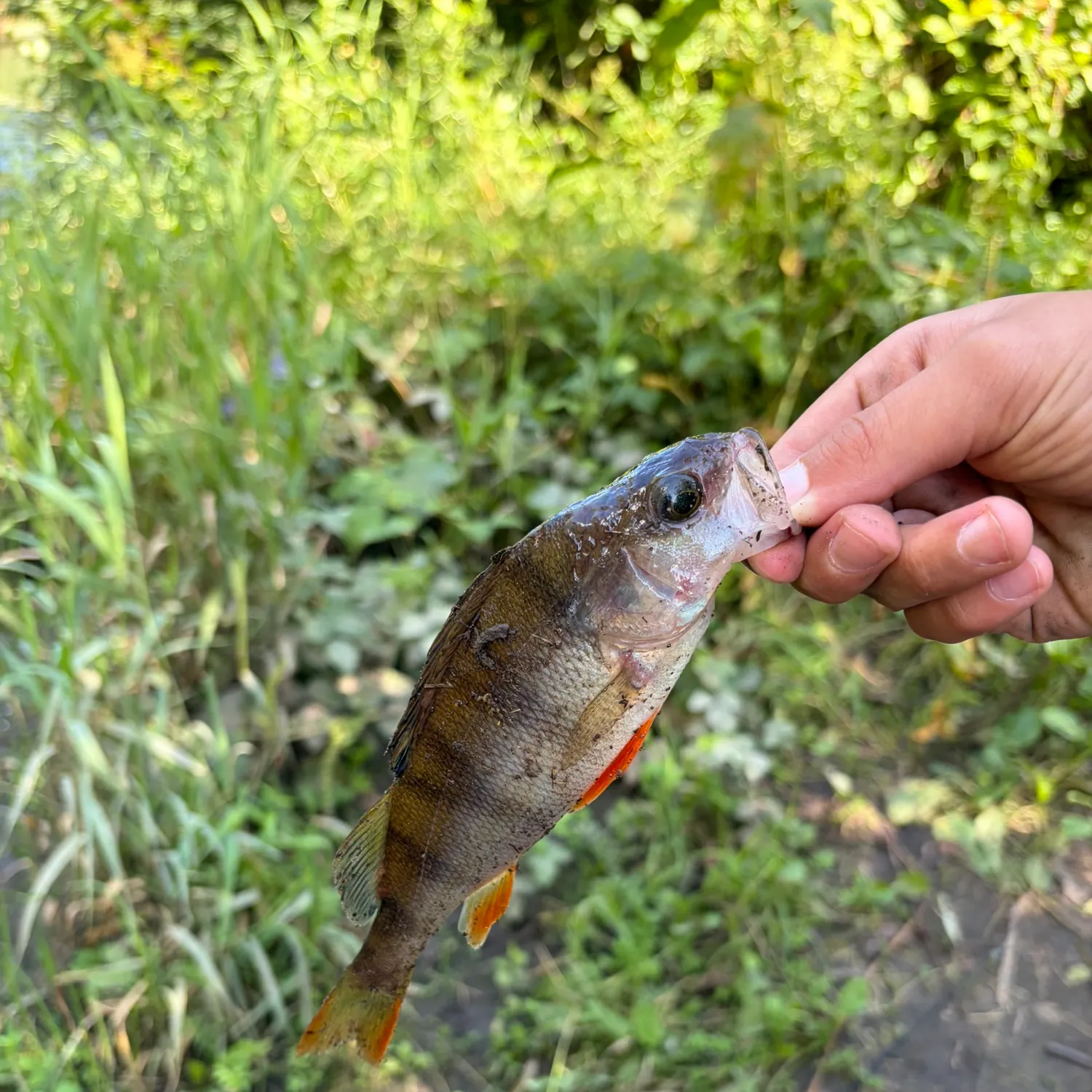 European perch caught on Fishbrain