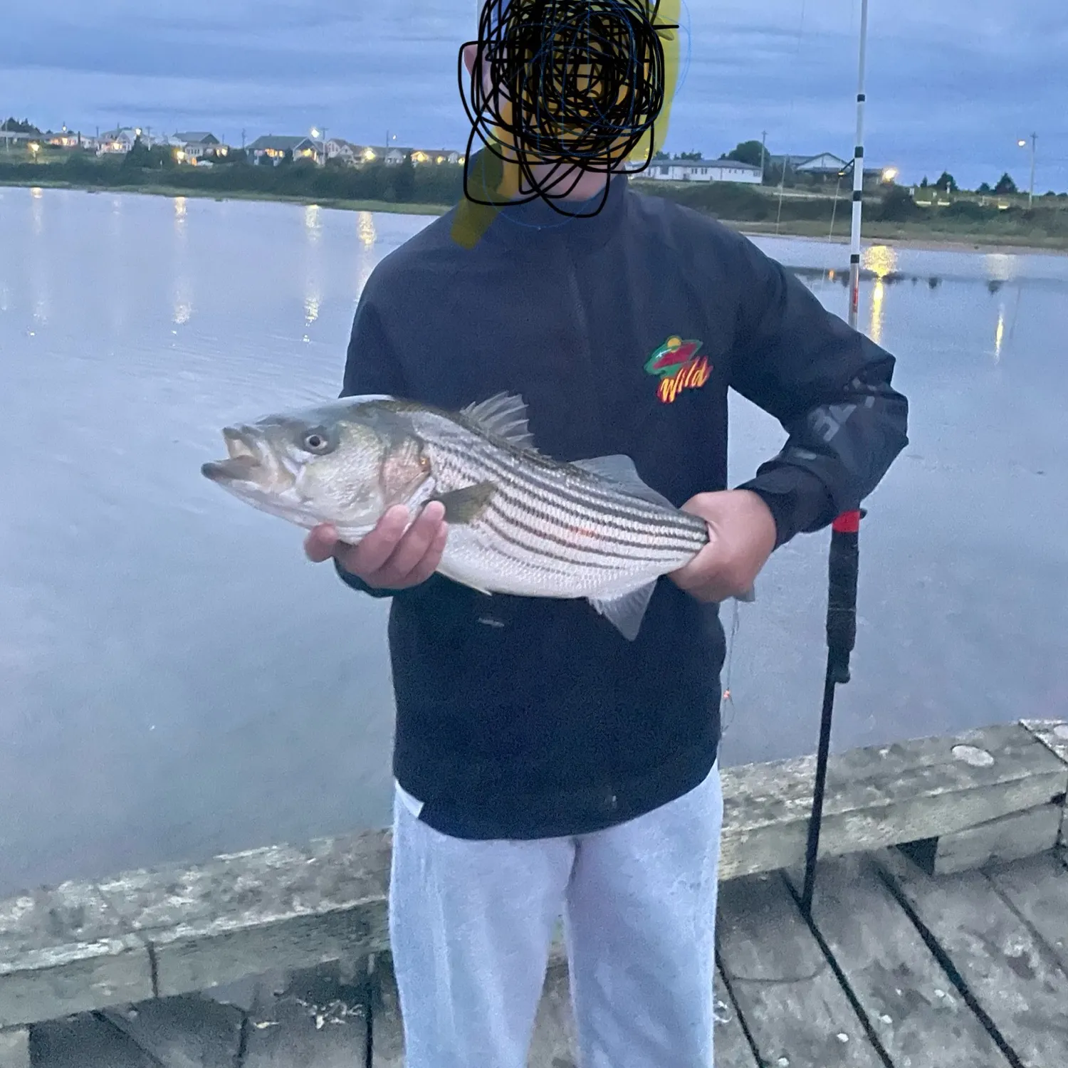 Striped bass caught on Fishbrain
