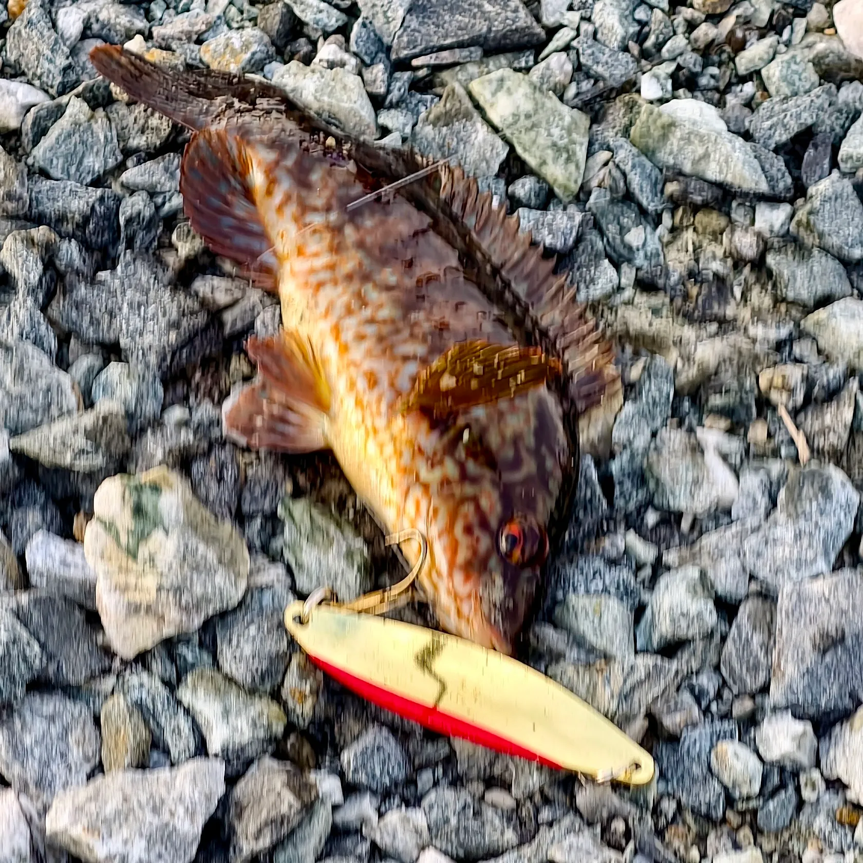 Ballan wrasse caught on Fishbrain