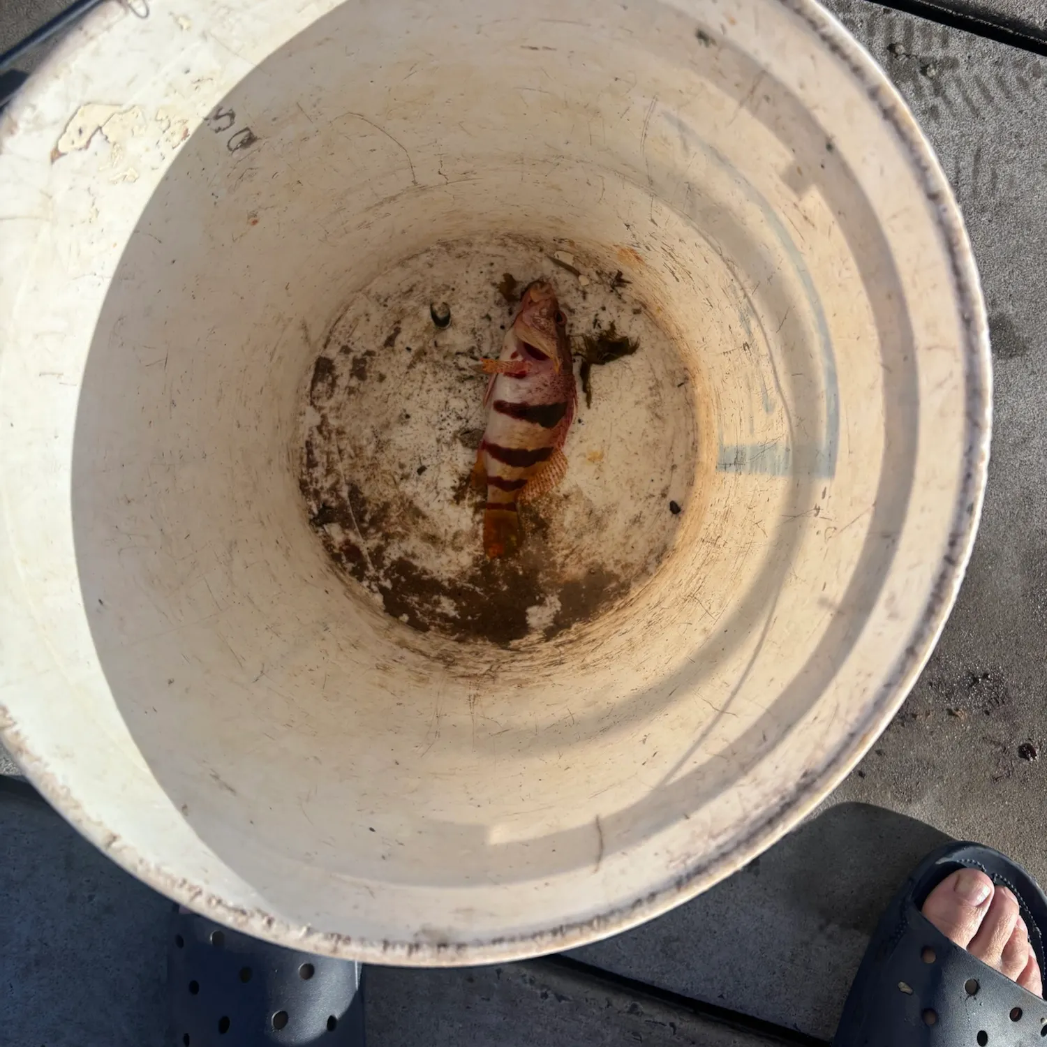 Brownspotted wrasse caught on Fishbrain