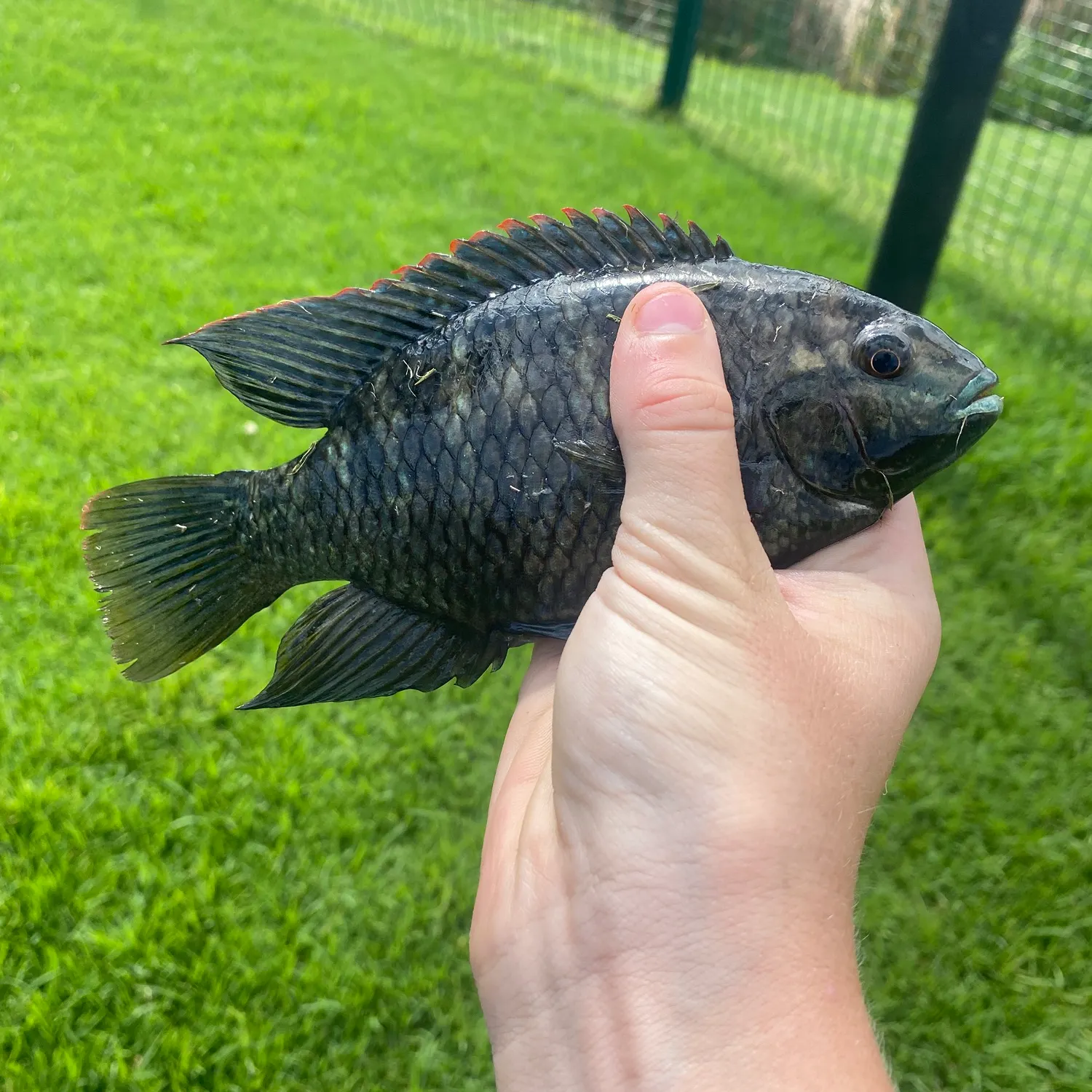 The most recent Mozambique tilapia catches on Fishbrain