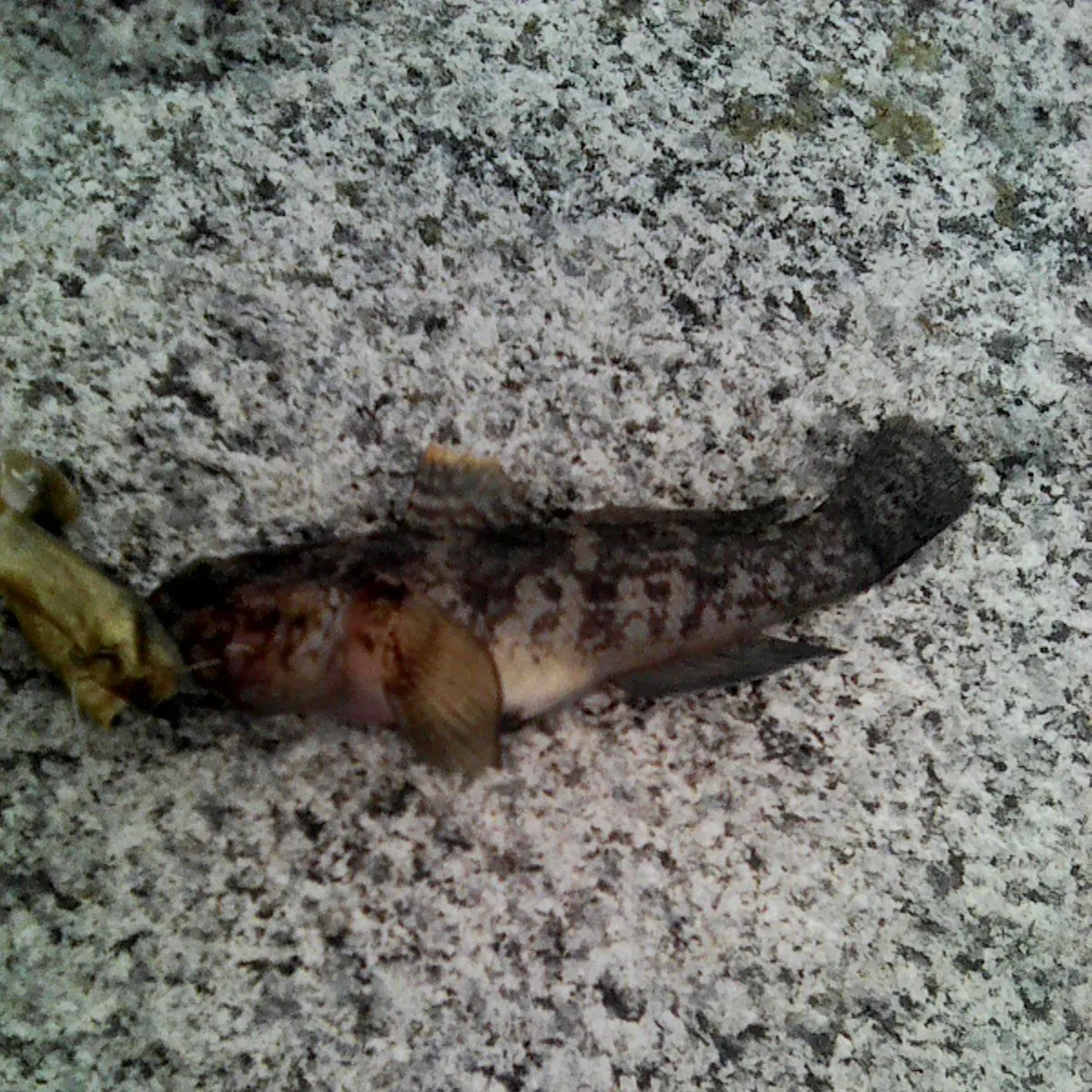 The most recent Rock goby catches on Fishbrain