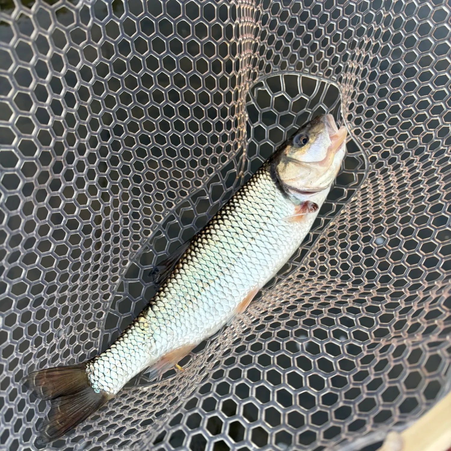 Fallfish caught on Fishbrain