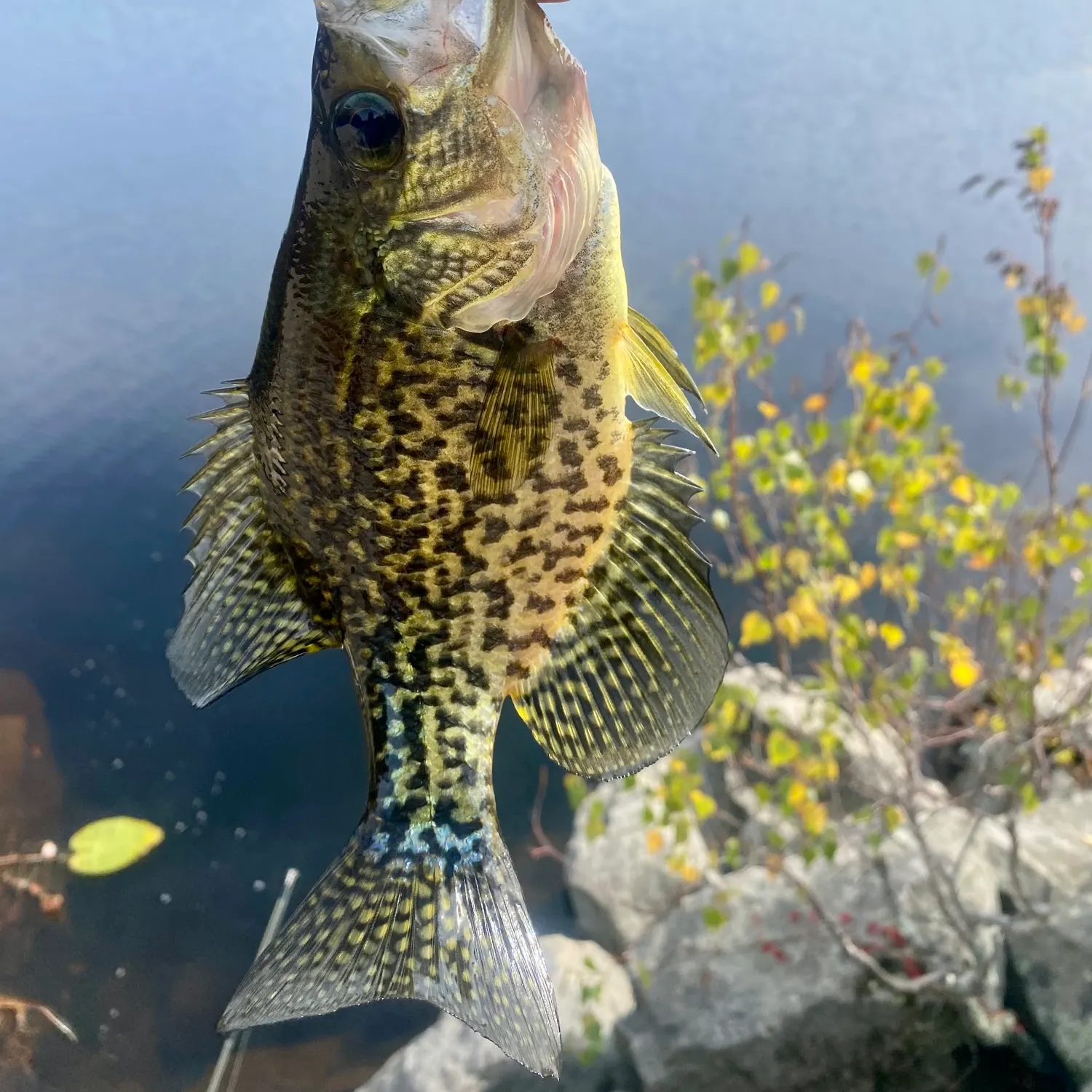 Black crappie caught on Fishbrain