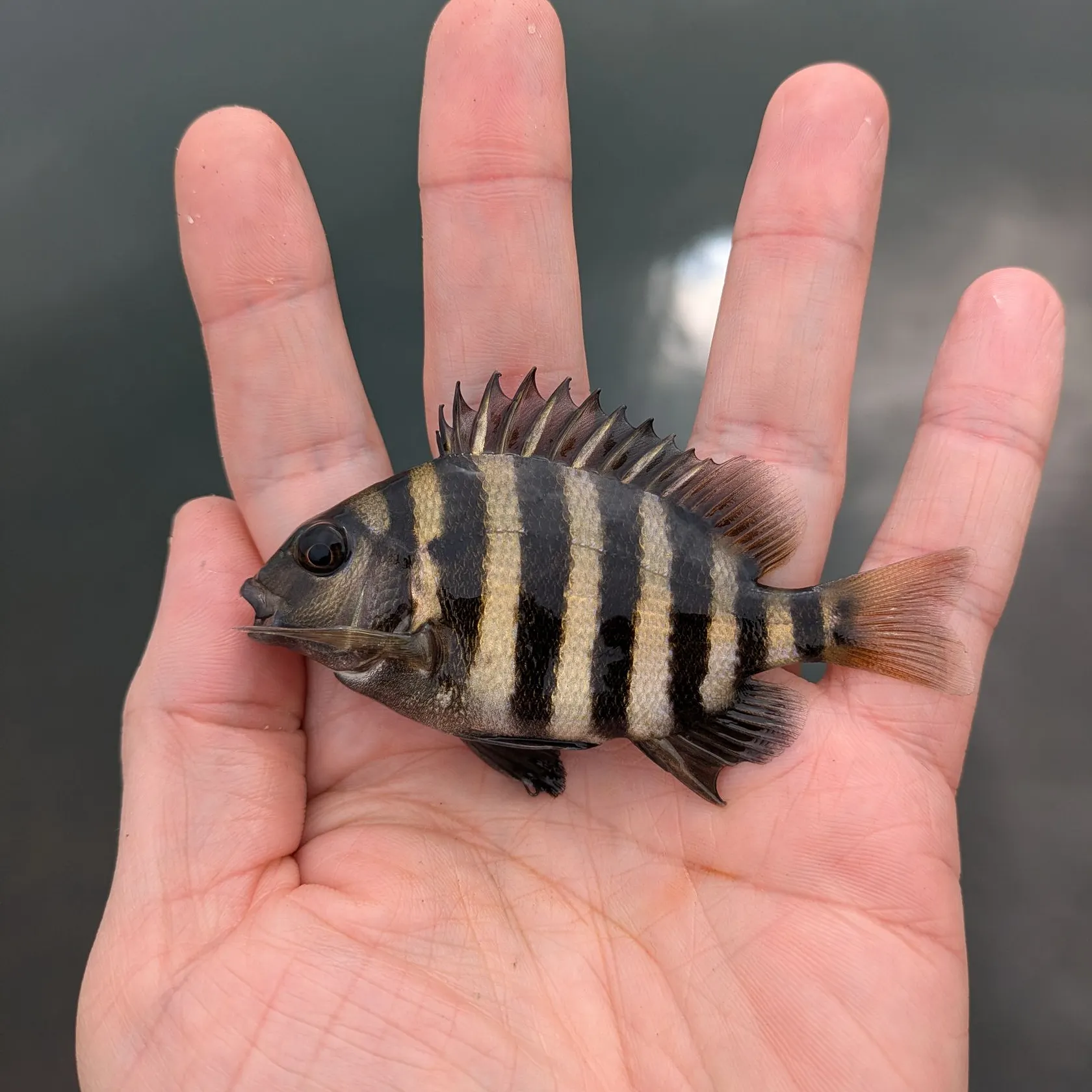 The most recent Sheepshead catches on Fishbrain