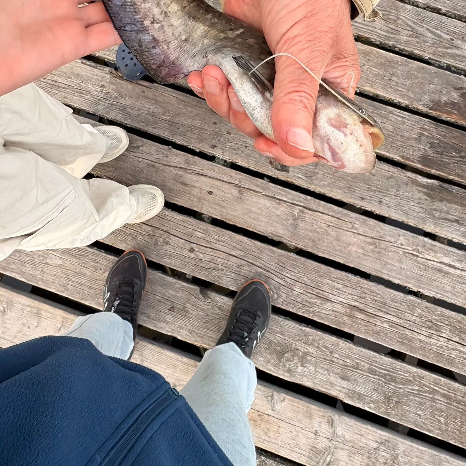 Wels catfish caught on Fishbrain