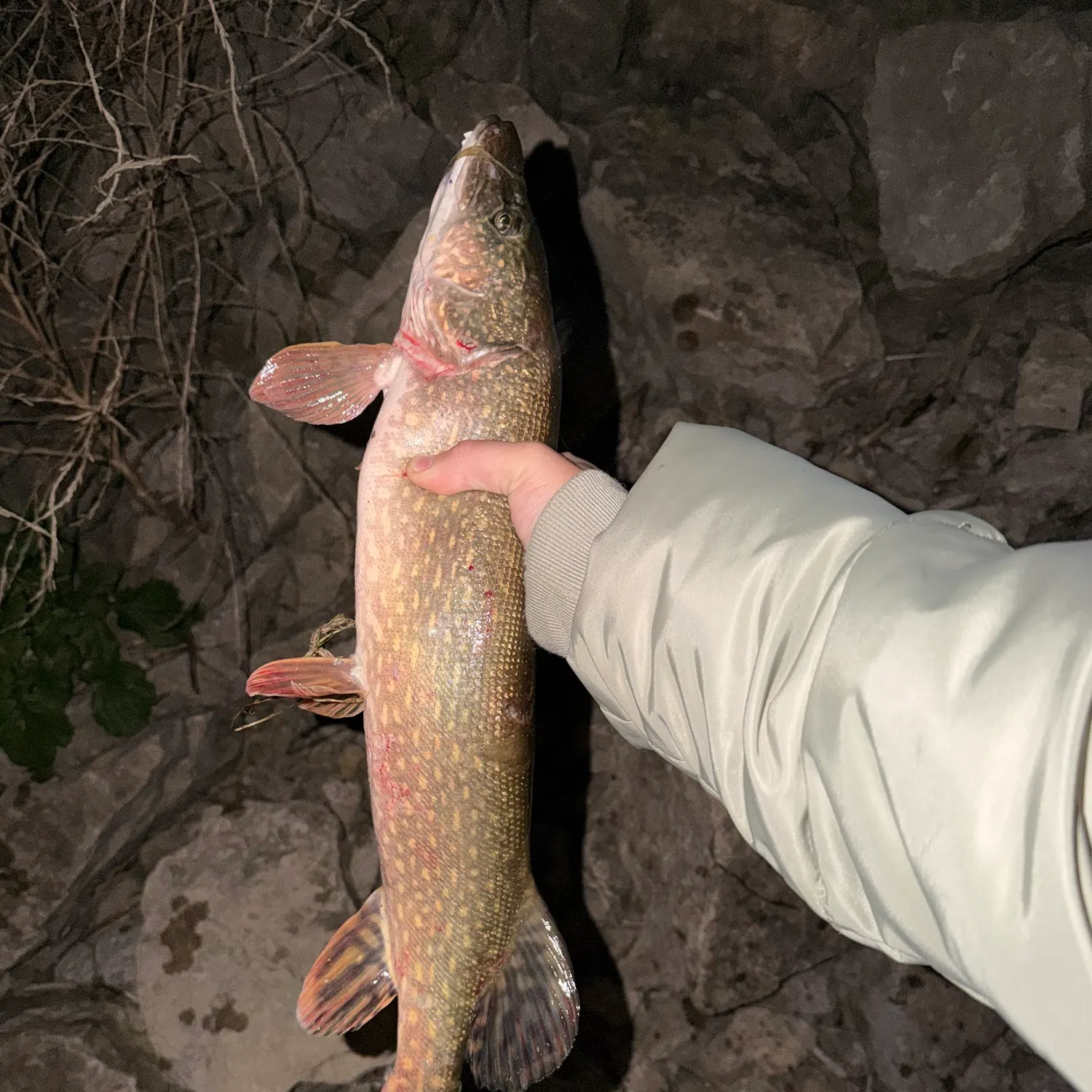 Northern pike caught on Fishbrain