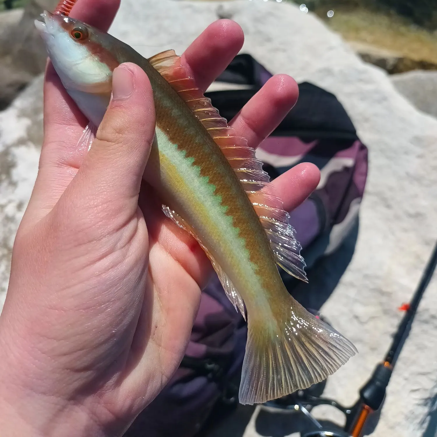 The most recent Mediterranean rainbow wrasse catches on Fishbrain