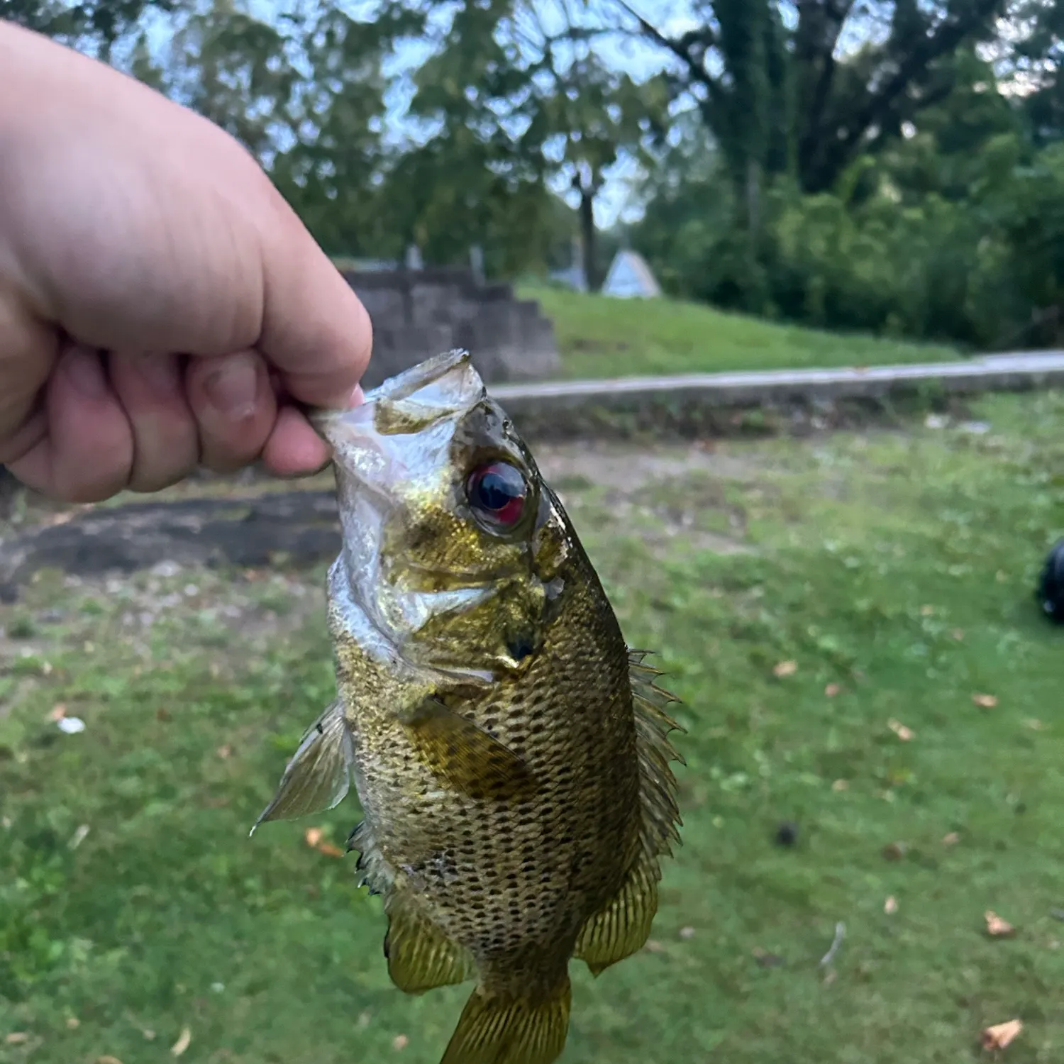 Rock bass caught on Fishbrain