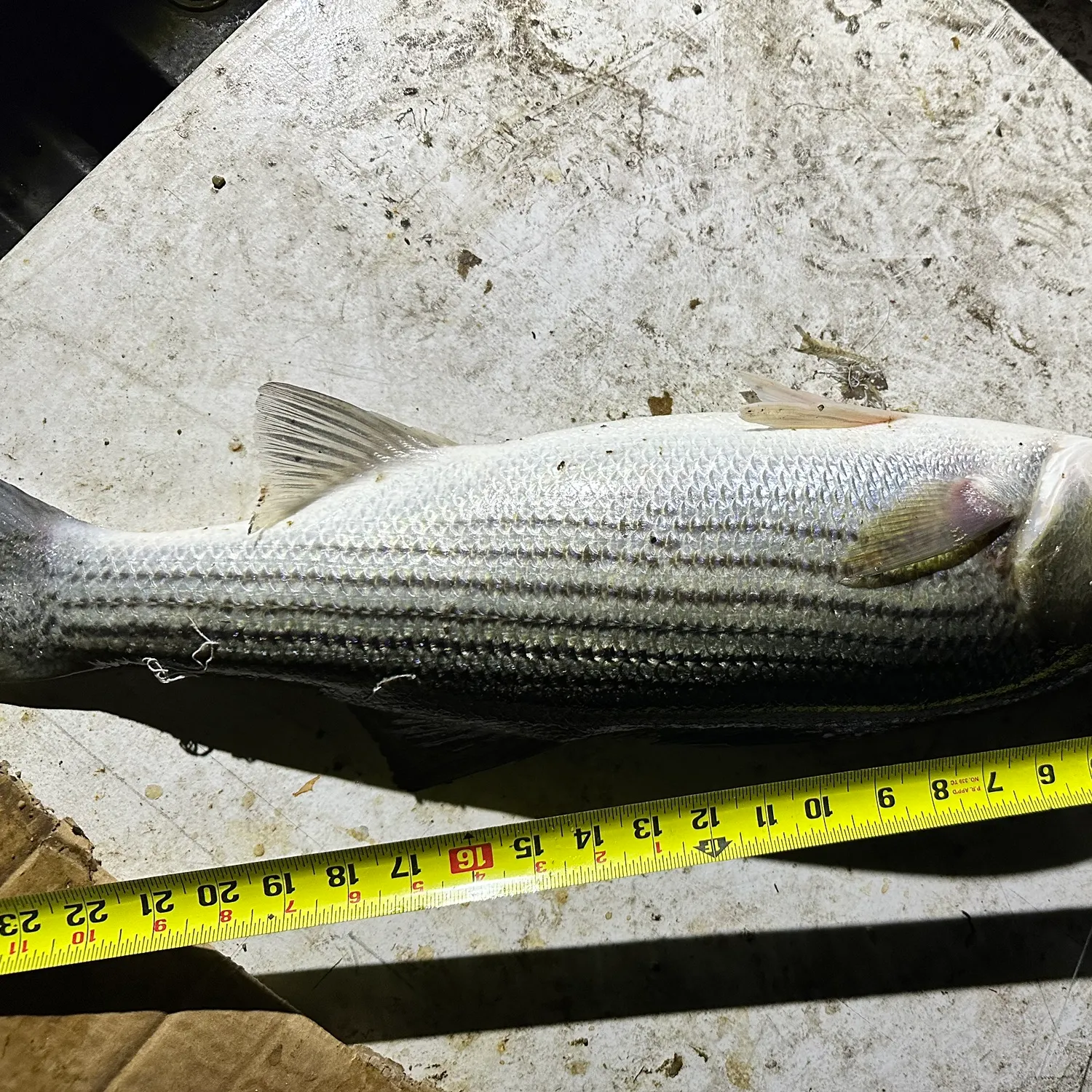 recently logged catches