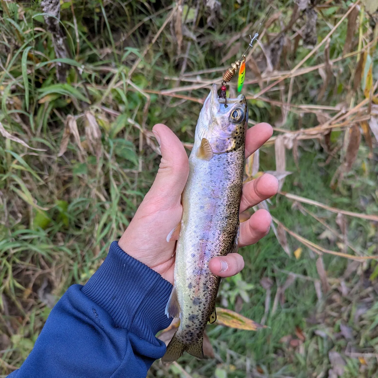 Rainbow trout caught on Fishbrain