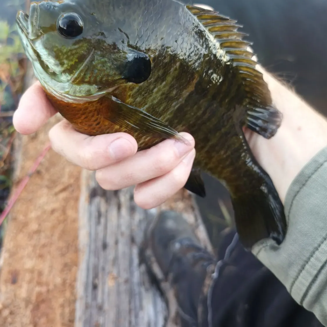 Bluegill caught on Fishbrain