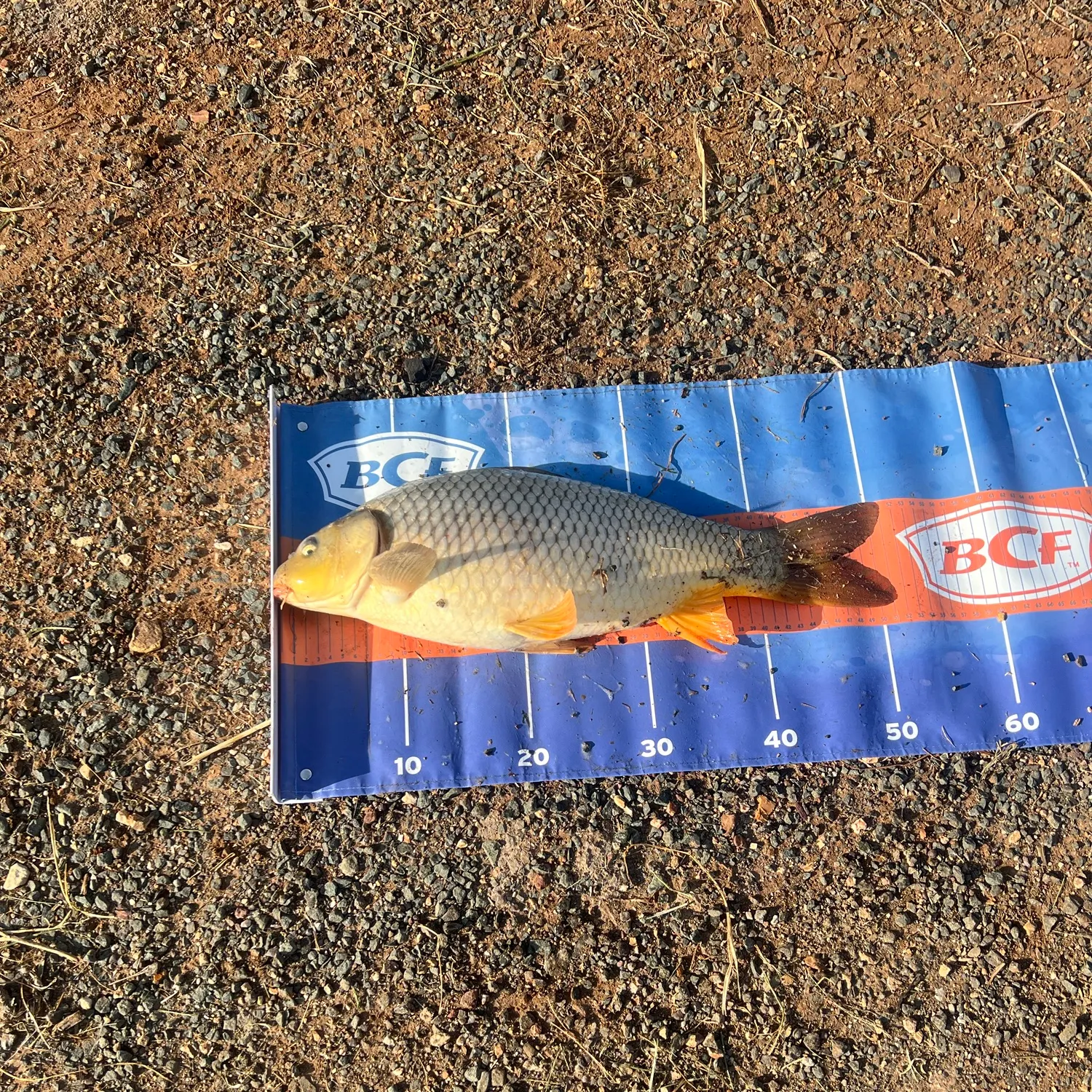 Common carp caught on Fishbrain
