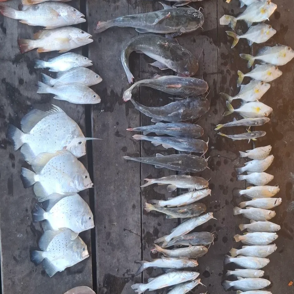 The most recent Spotted sicklefish catches on Fishbrain