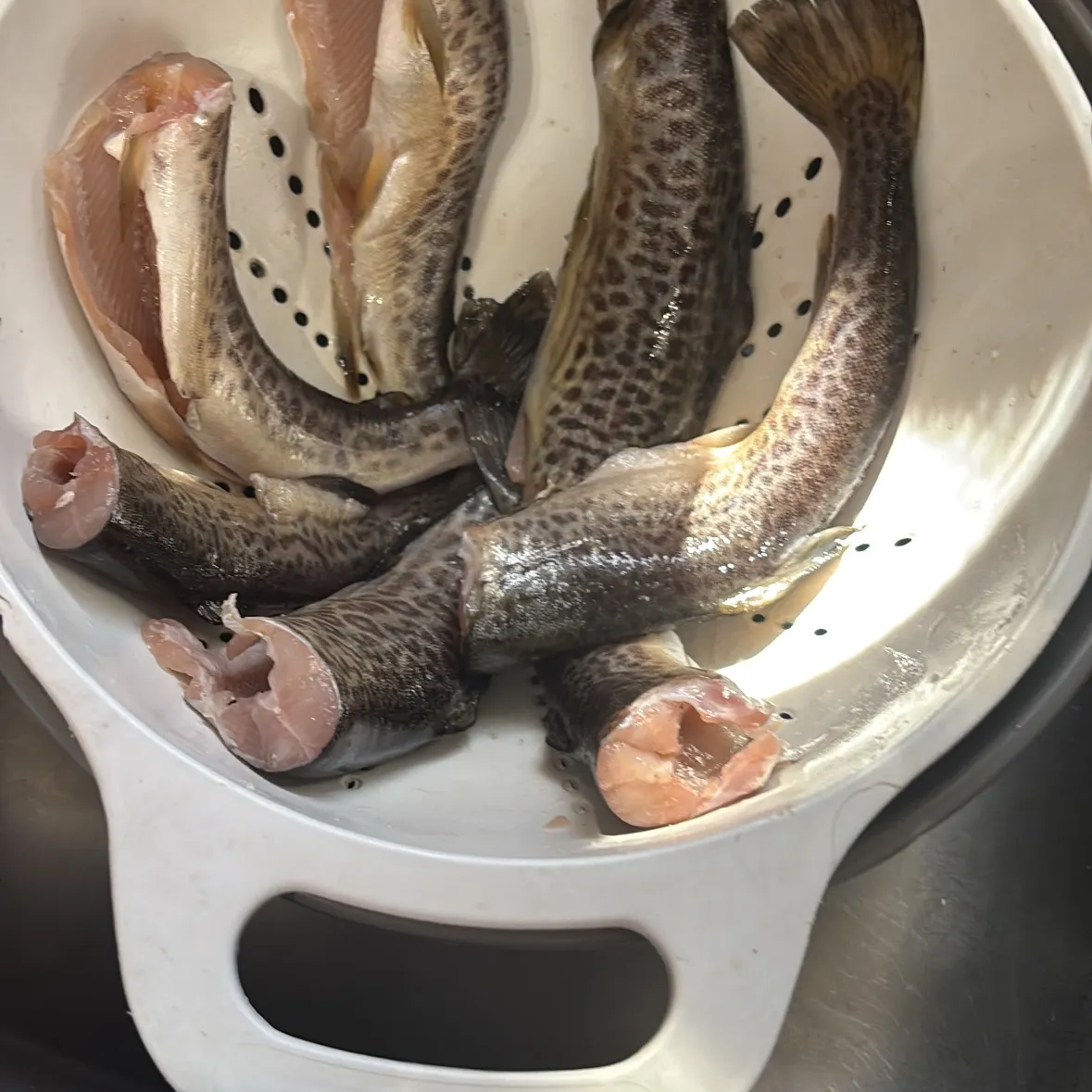 Tiger trout caught on Fishbrain