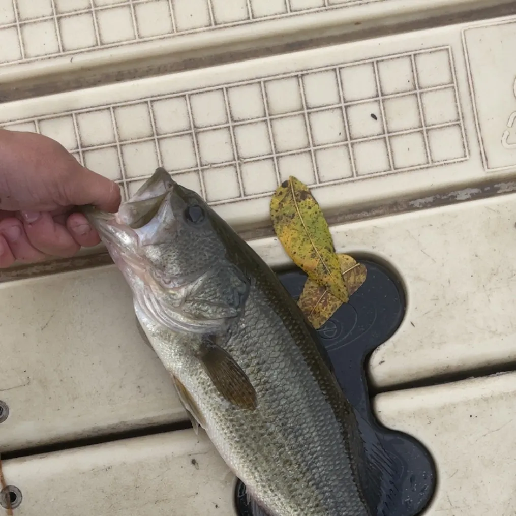 Channel catfish caught on Fishbrain