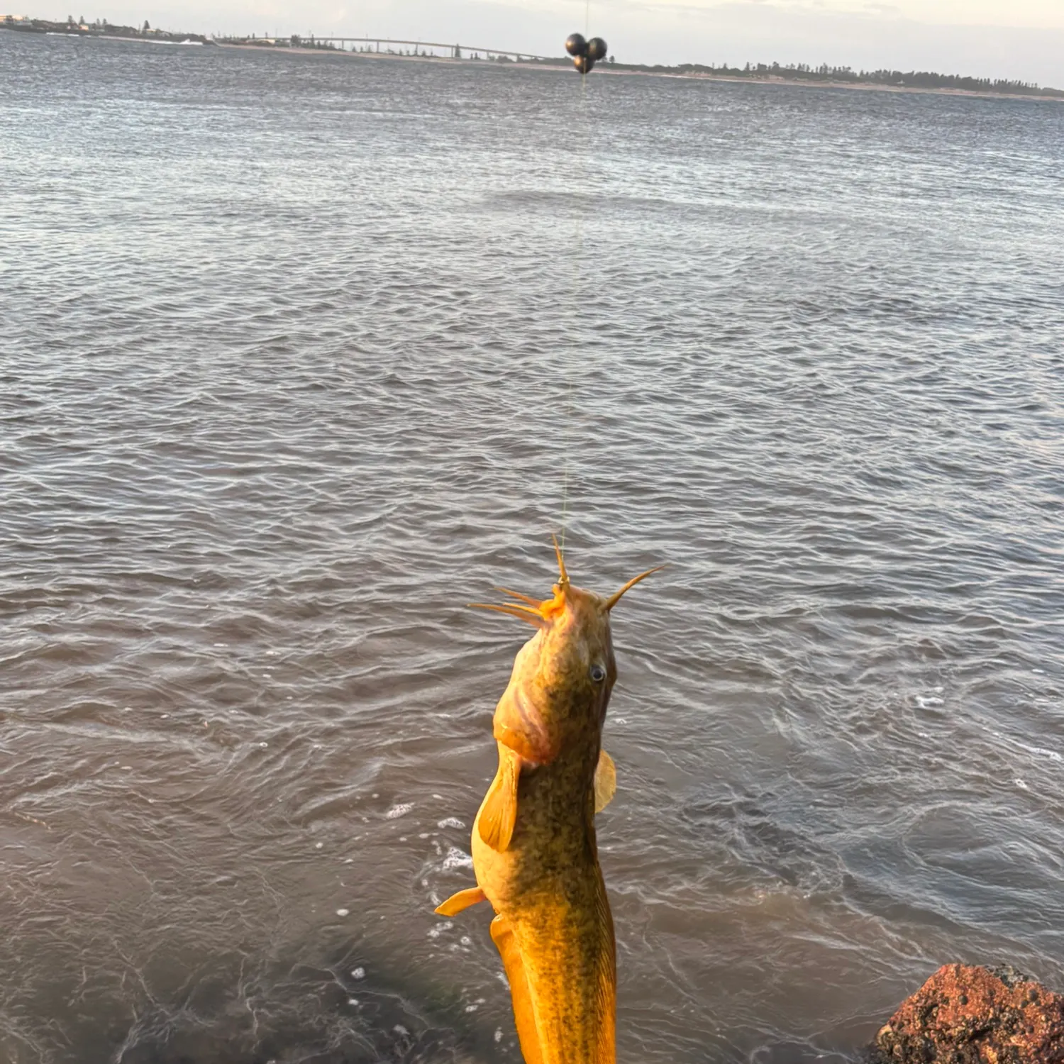 The most popular recent Cobbler catch on Fishbrain