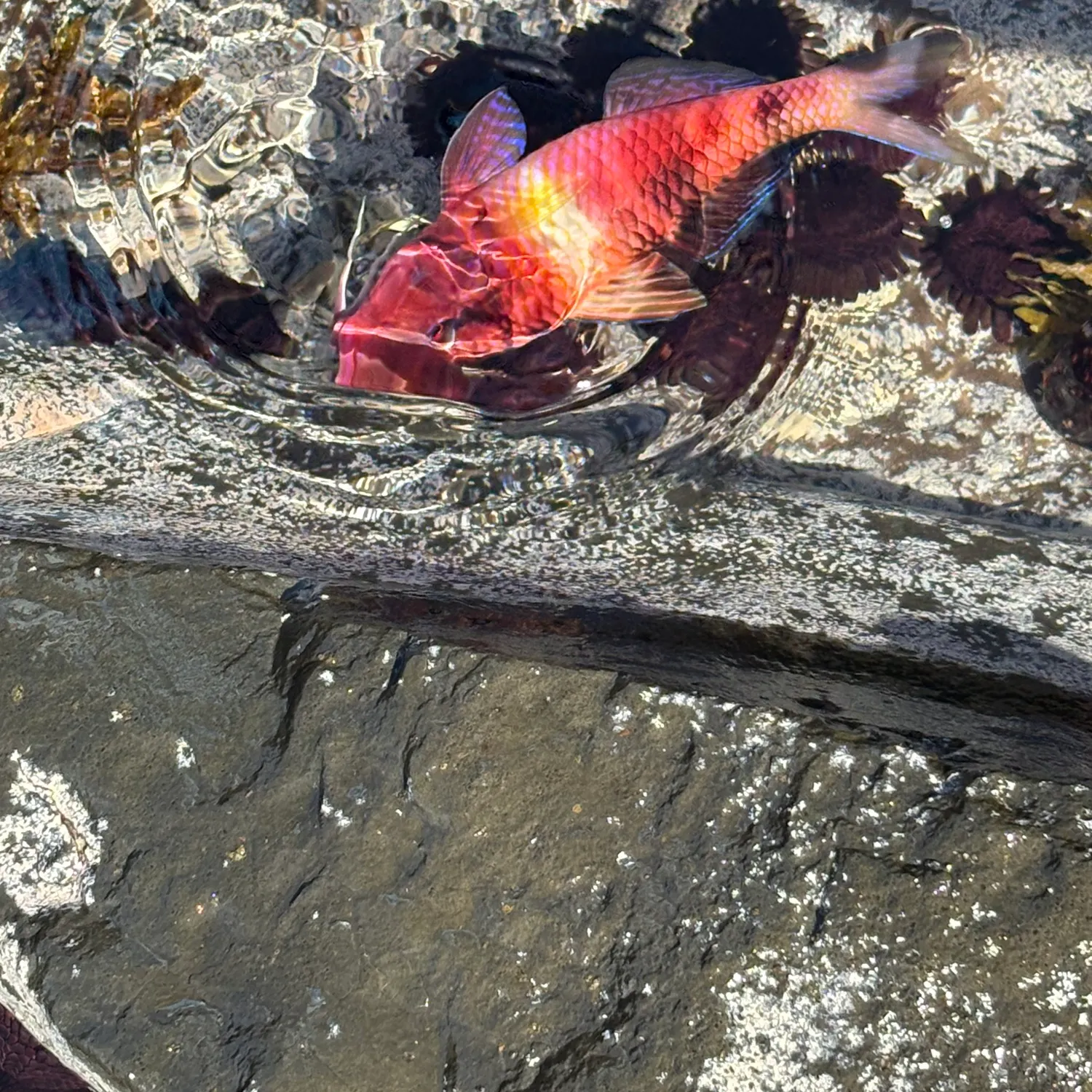 The most recent Manybar goatfish catches on Fishbrain