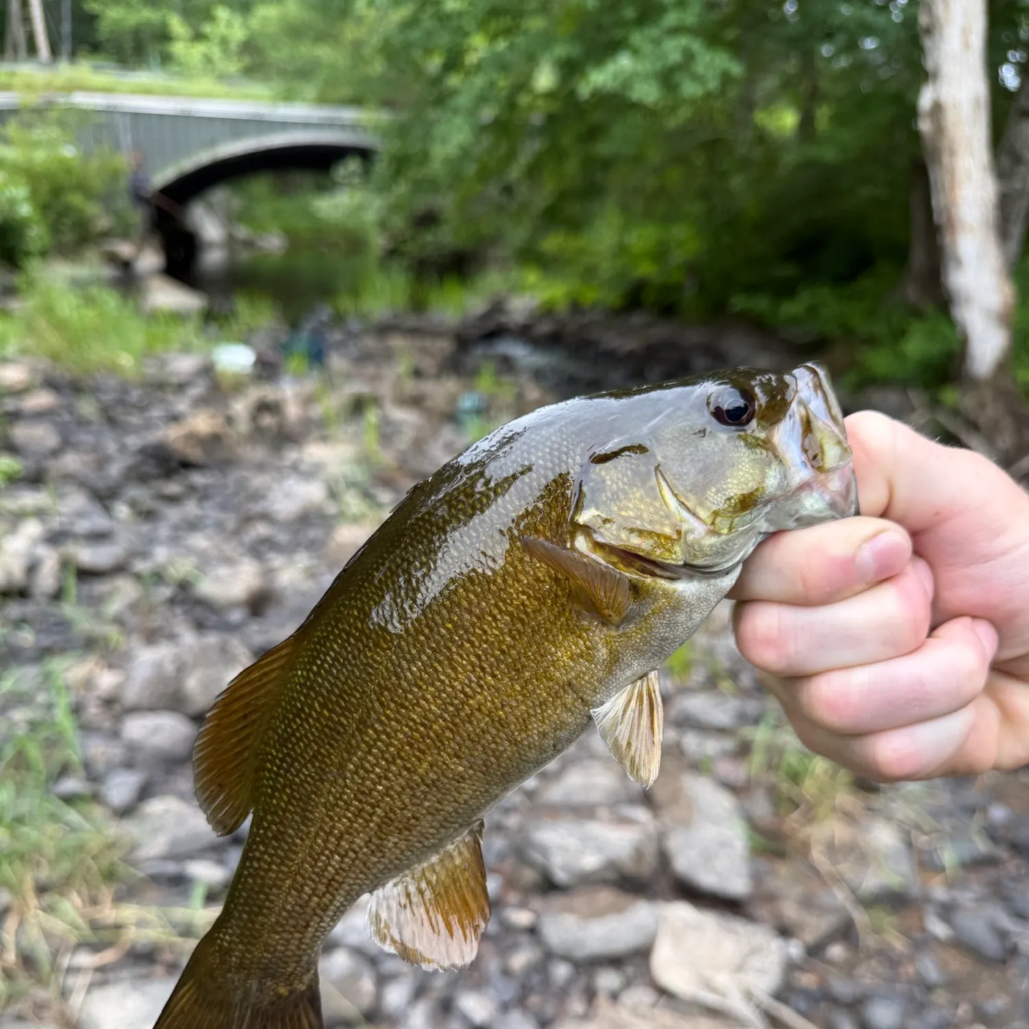Smallmouth bass caught on Fishbrain