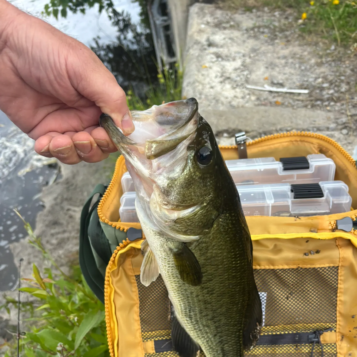 catch