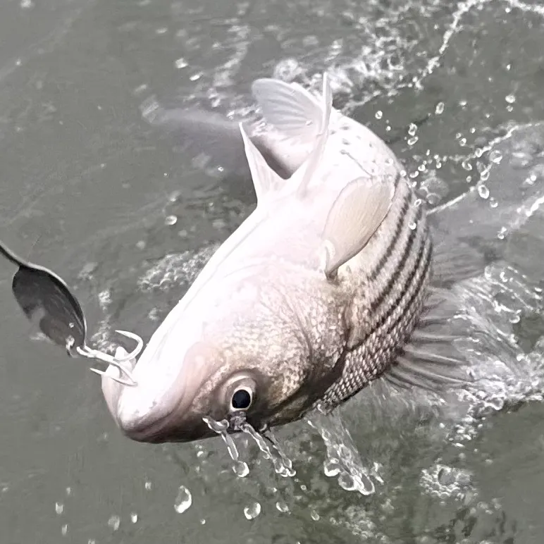 Striped bass caught on Fishbrain