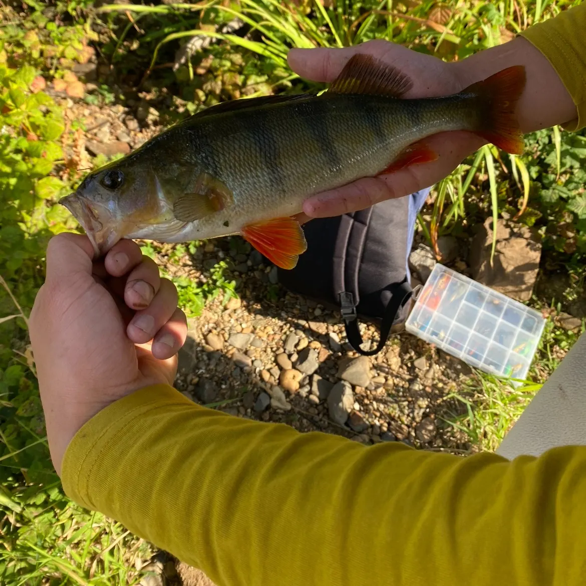 The most recent European perch catches on Fishbrain