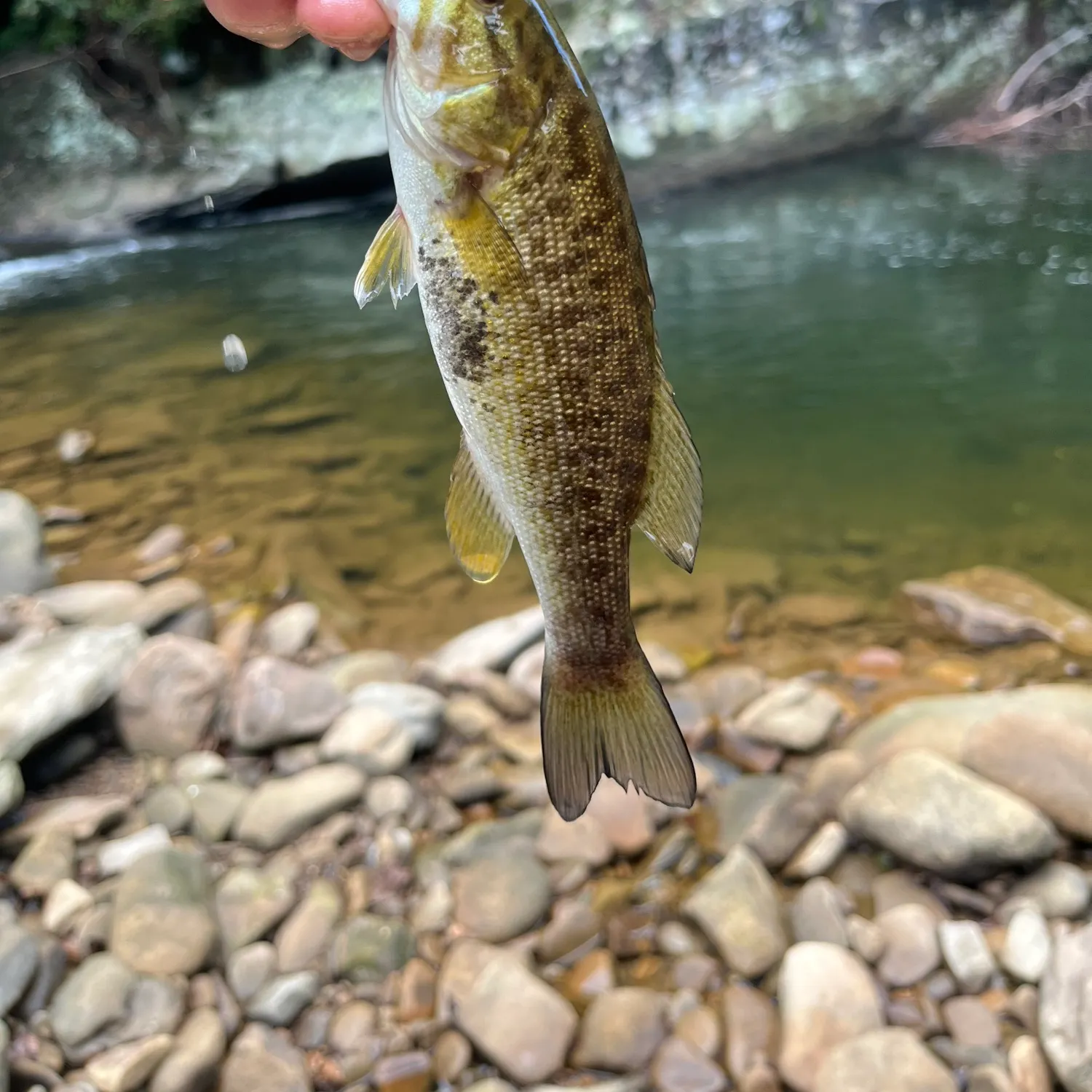 Smallmouth bass caught on Fishbrain