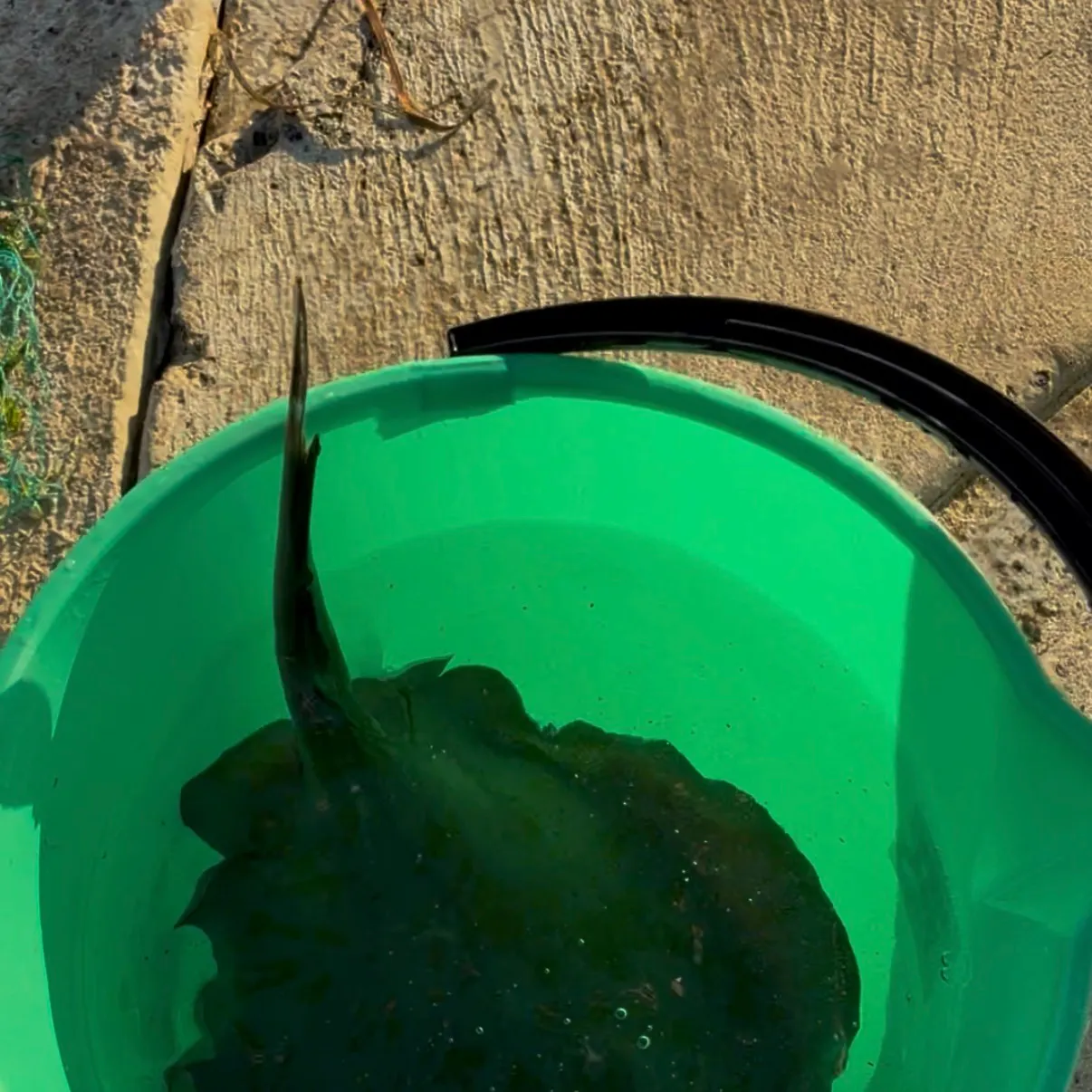 The most recent Common stingaree catches on Fishbrain