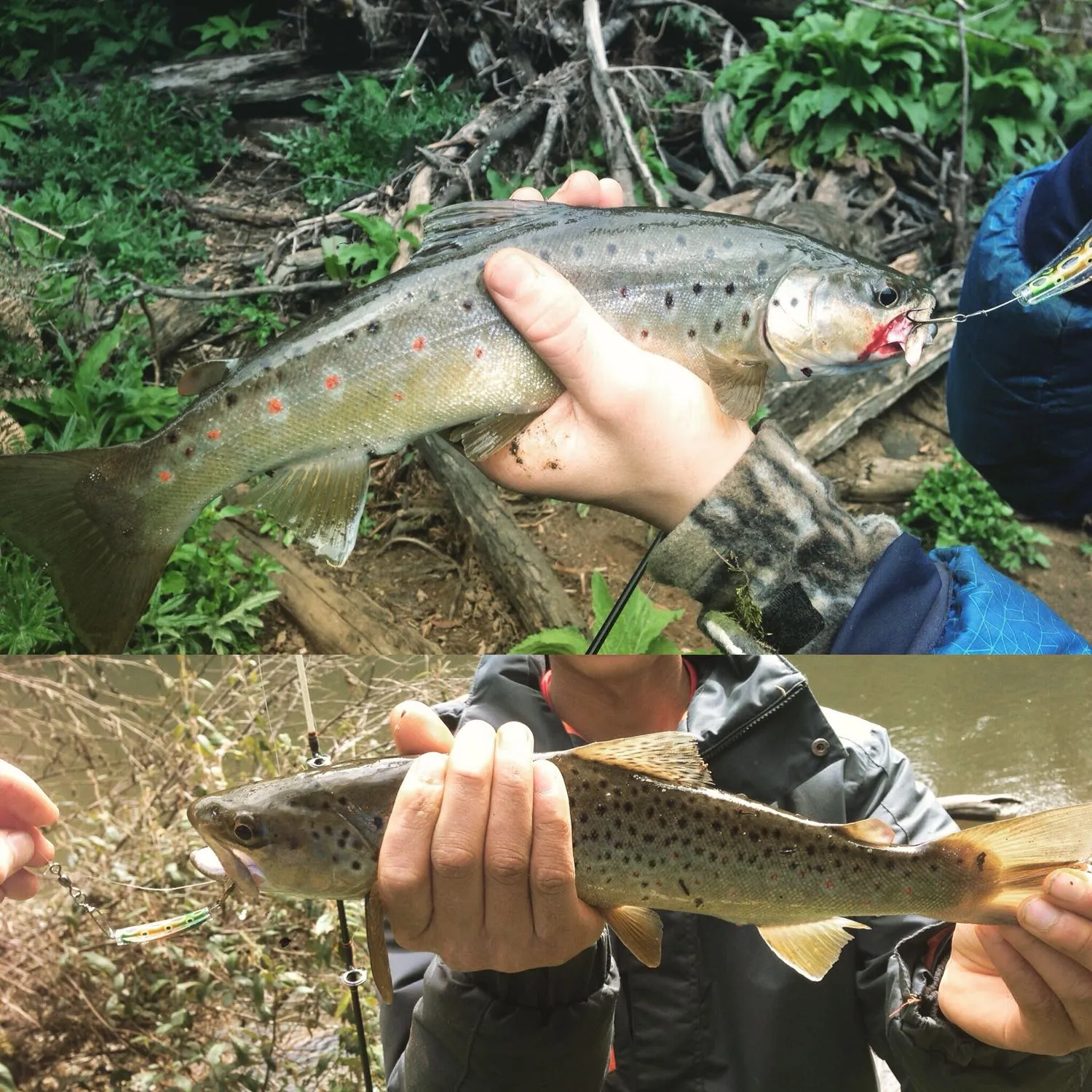 recently logged catches