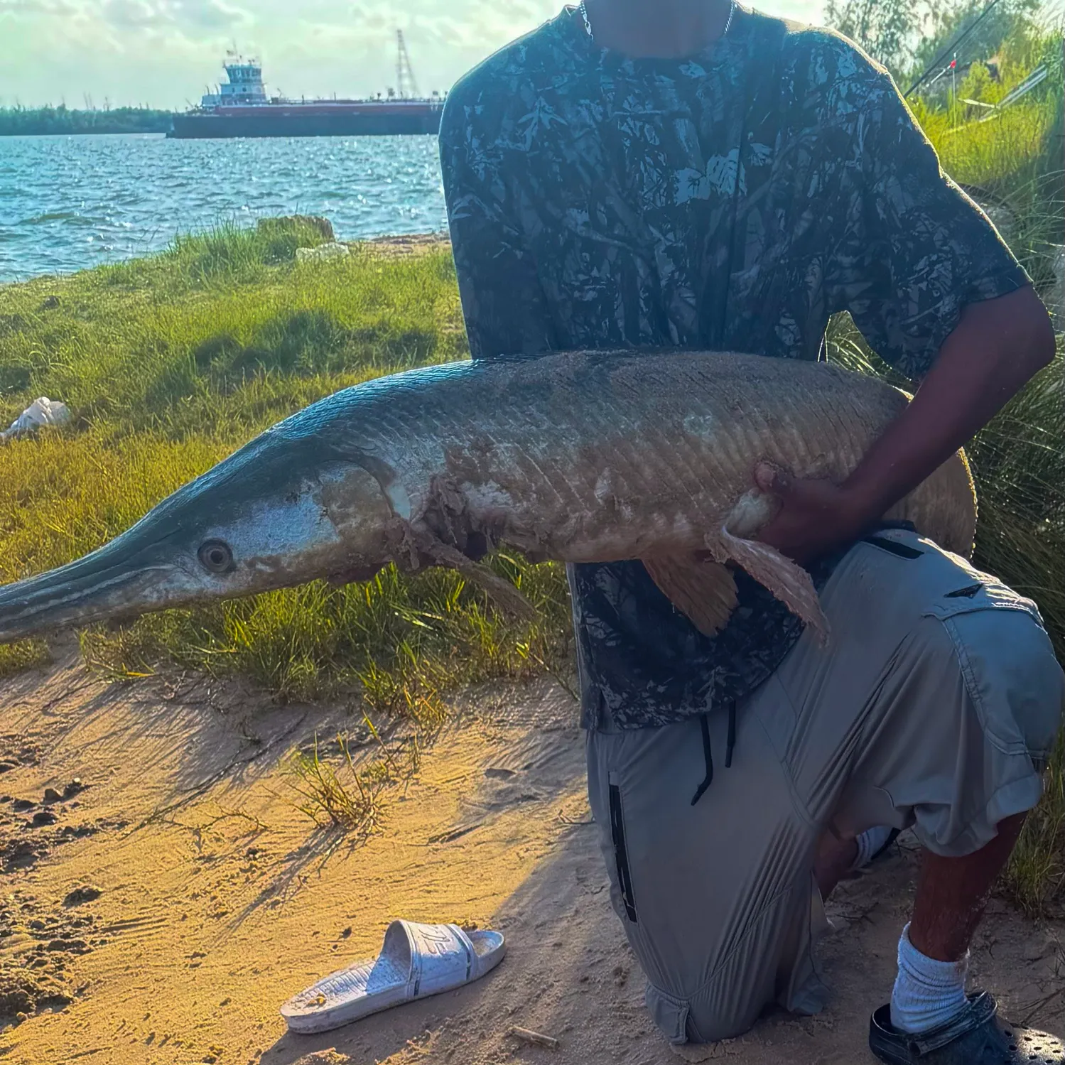 Alligator gar caught on Fishbrain
