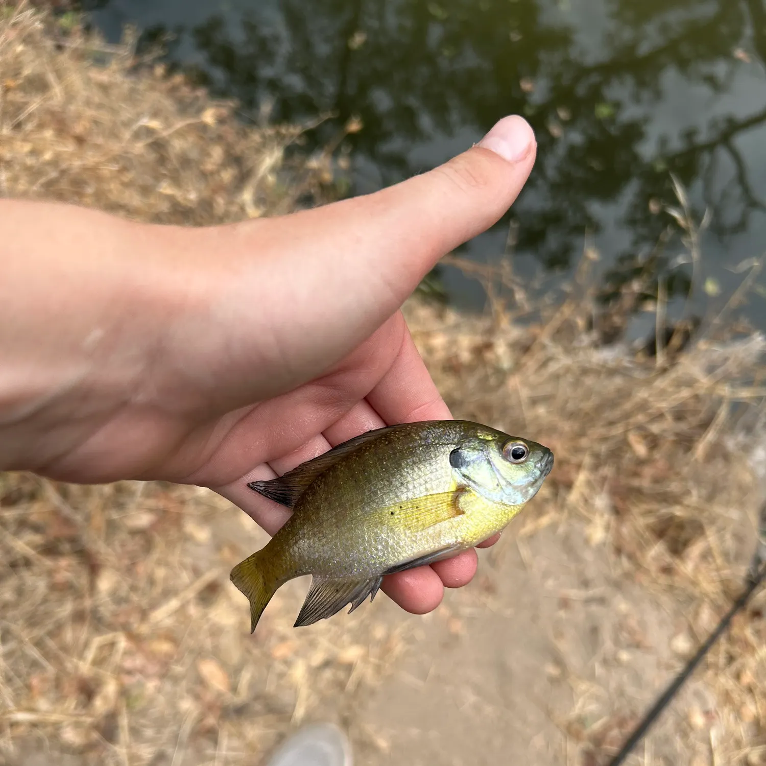 Bluegill caught on Fishbrain
