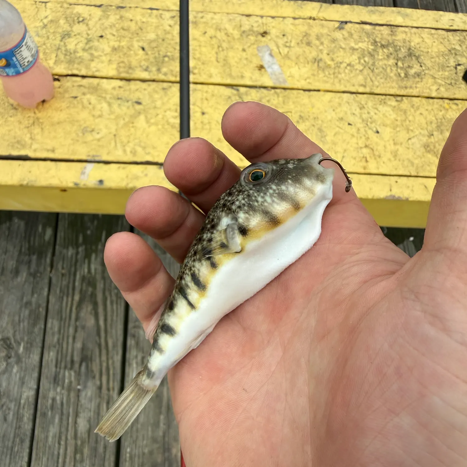 Northern puffer caught on Fishbrain