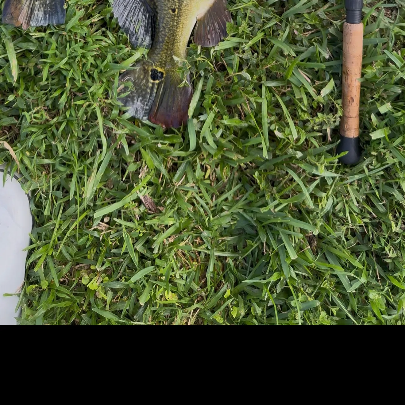 Butterfly peacock bass caught on Fishbrain