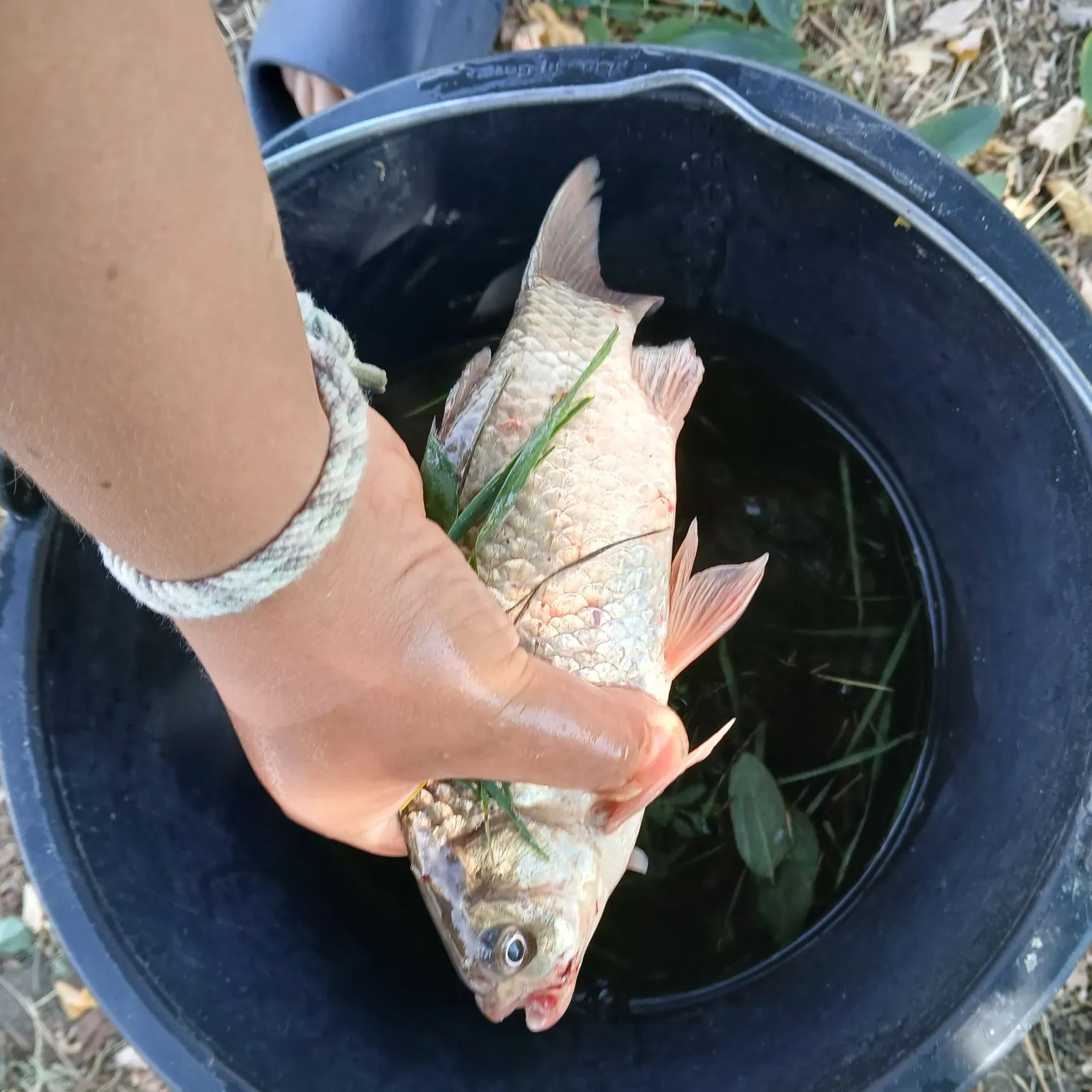 Crucian carp caught on Fishbrain