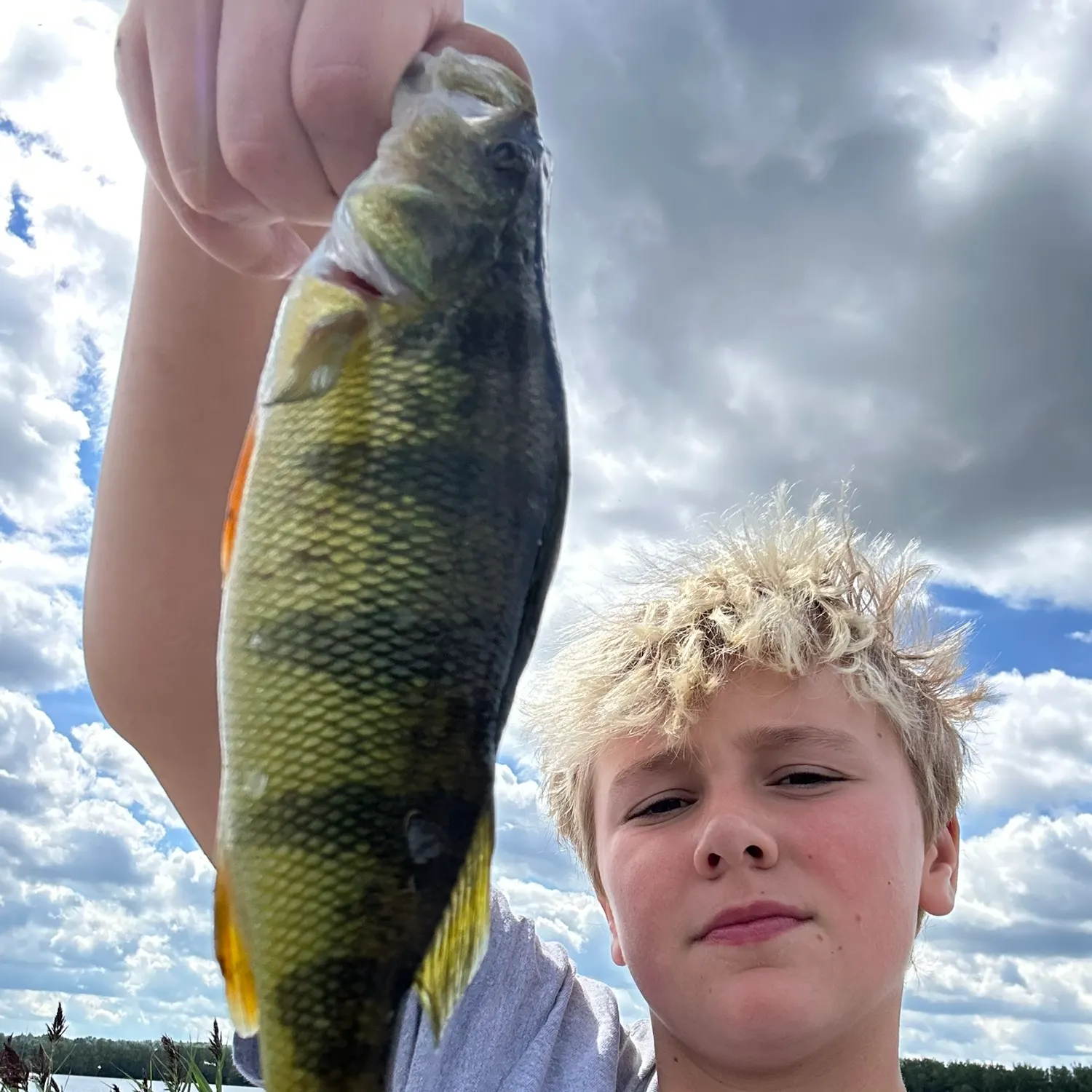 Yellow perch caught on Fishbrain