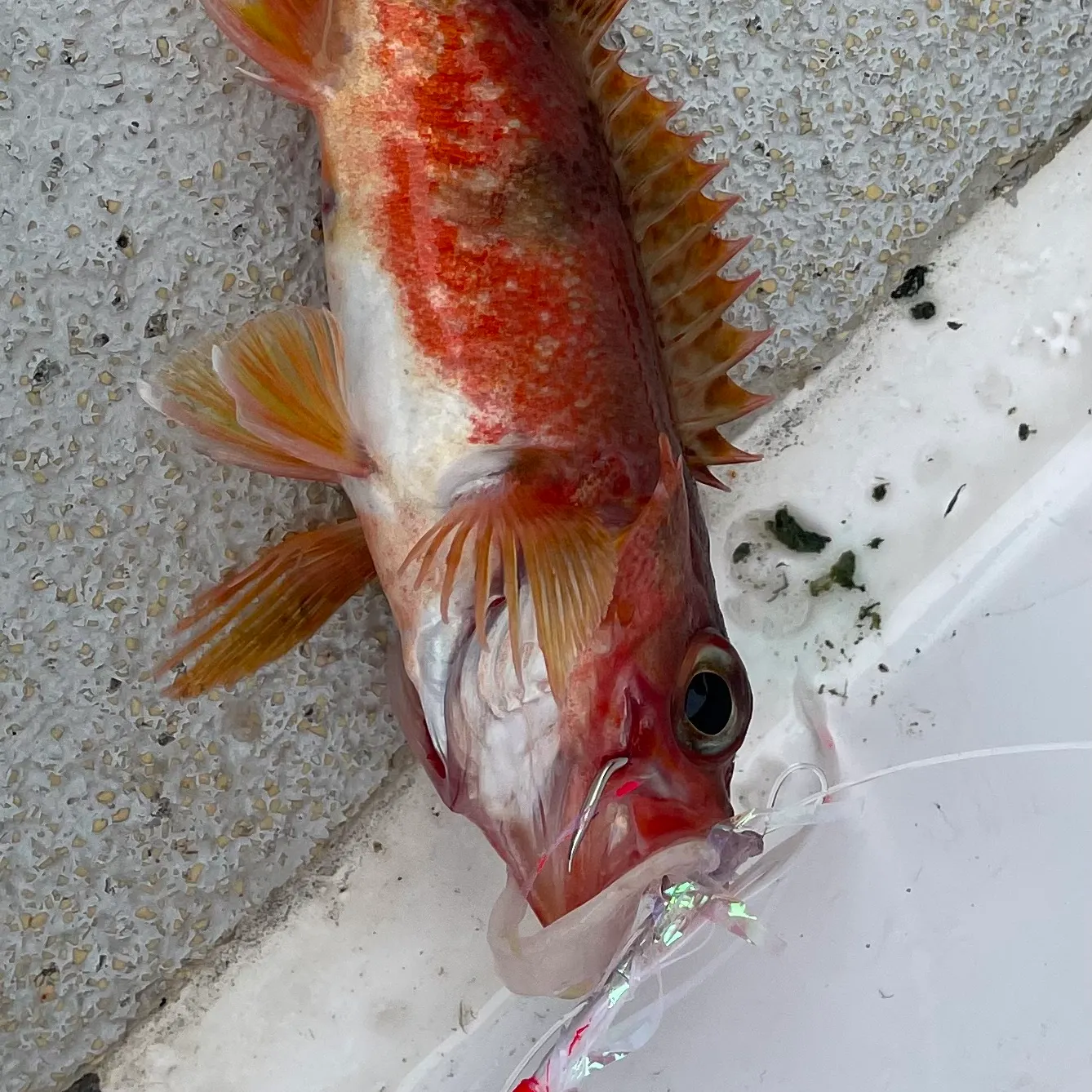 The most recent Halfbanded rockfish catches on Fishbrain