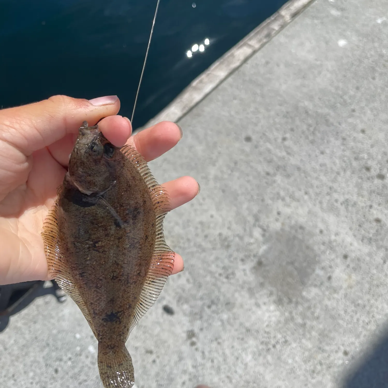 The most recent Speckled sanddab catches on Fishbrain