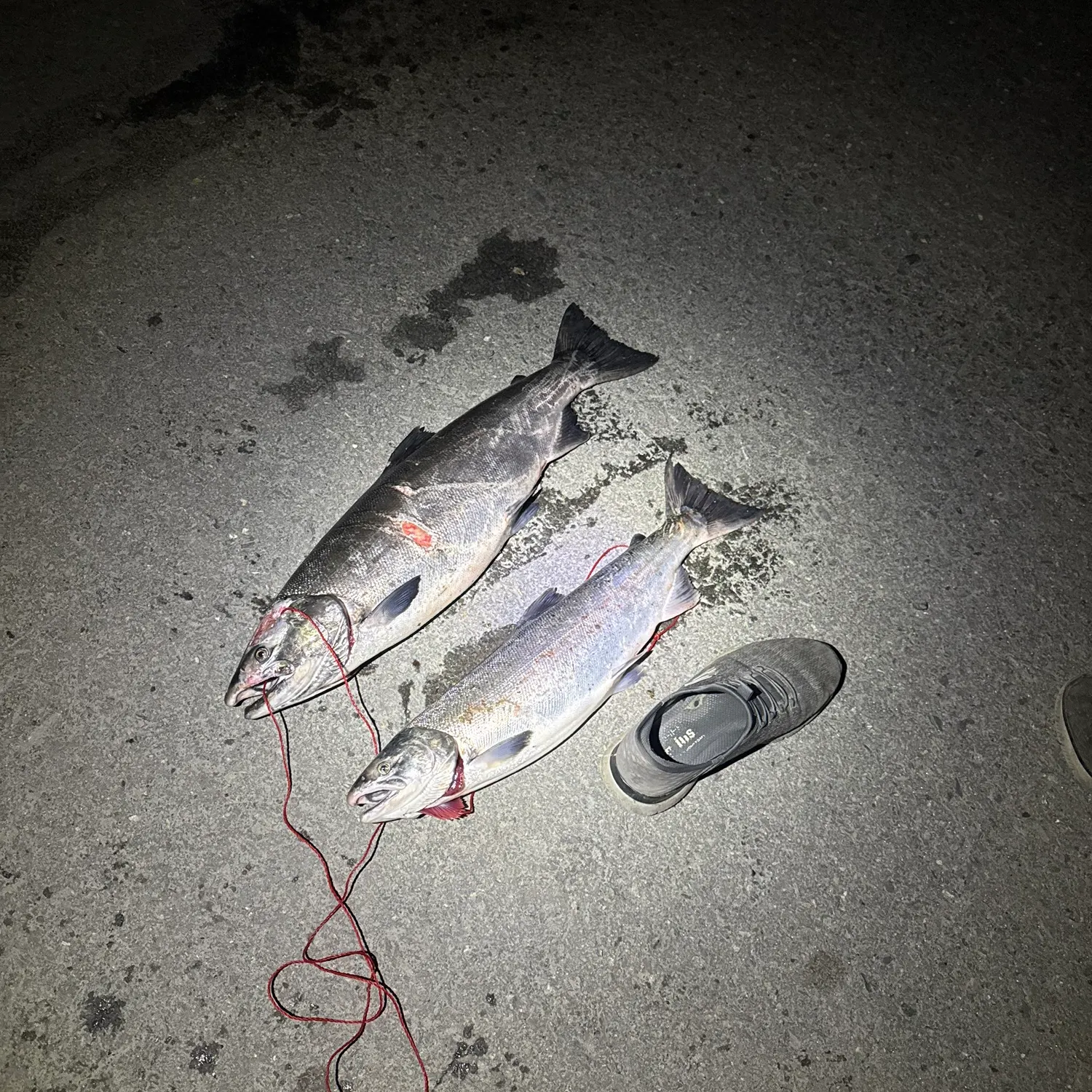 Coho salmon caught on Fishbrain