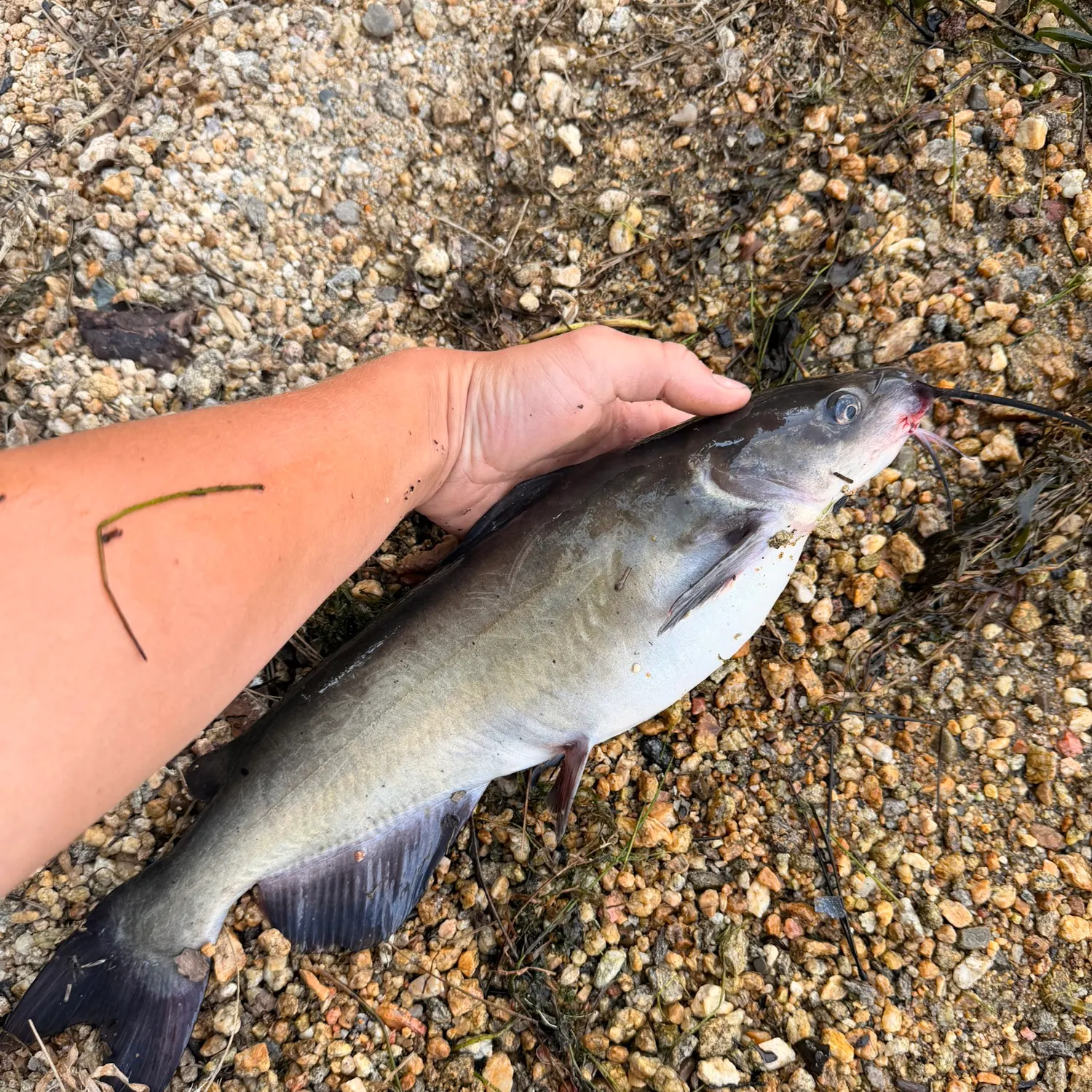 Channel catfish caught on Fishbrain