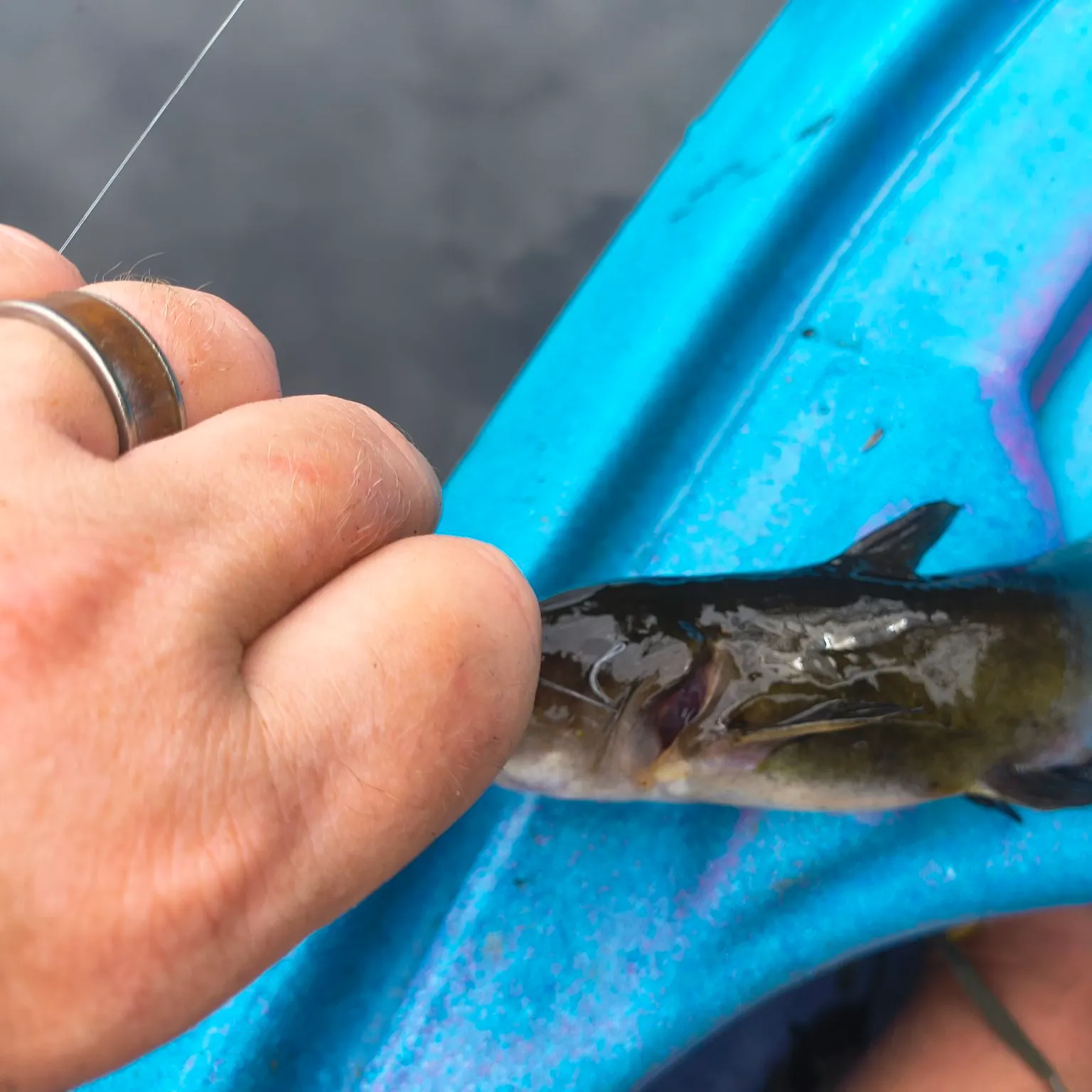 Black bullhead caught on Fishbrain
