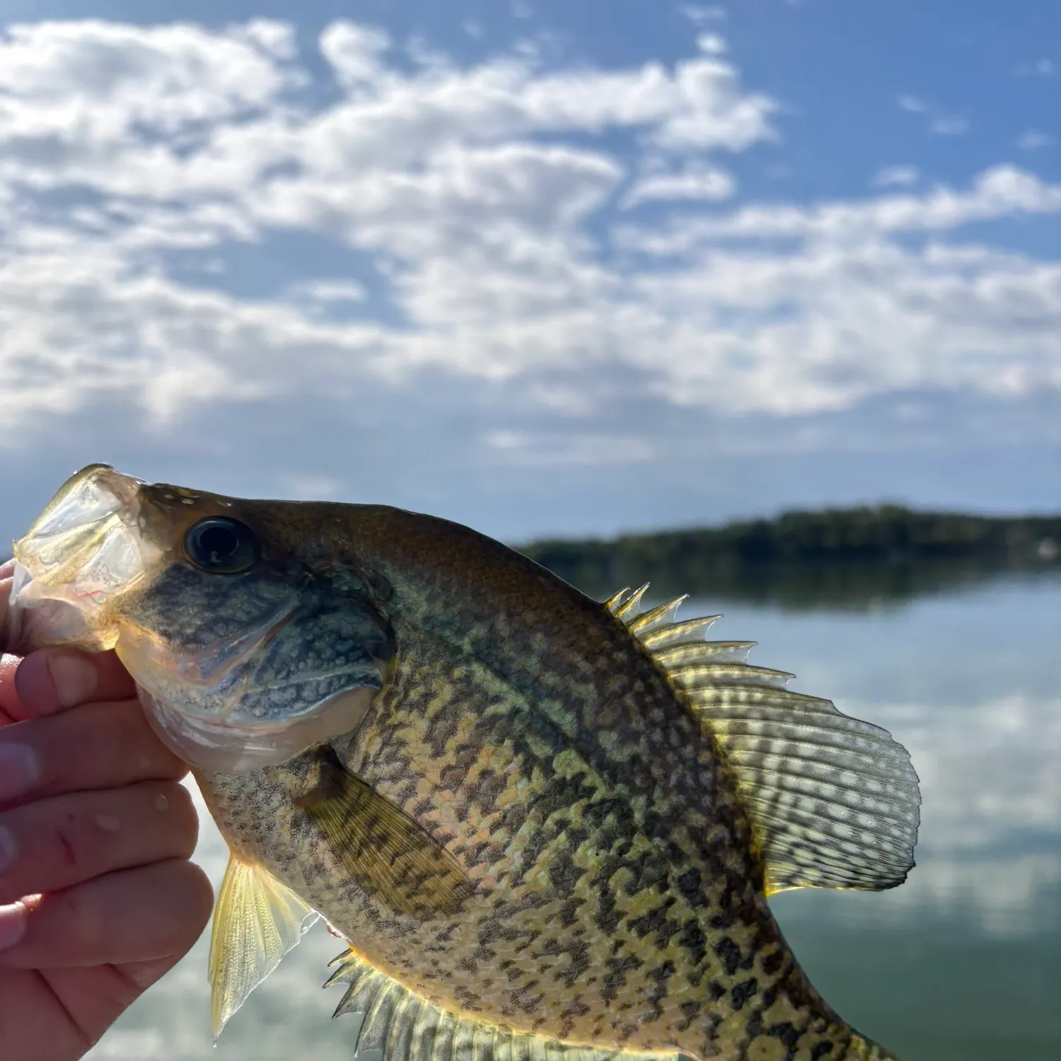 Black crappie caught on Fishbrain